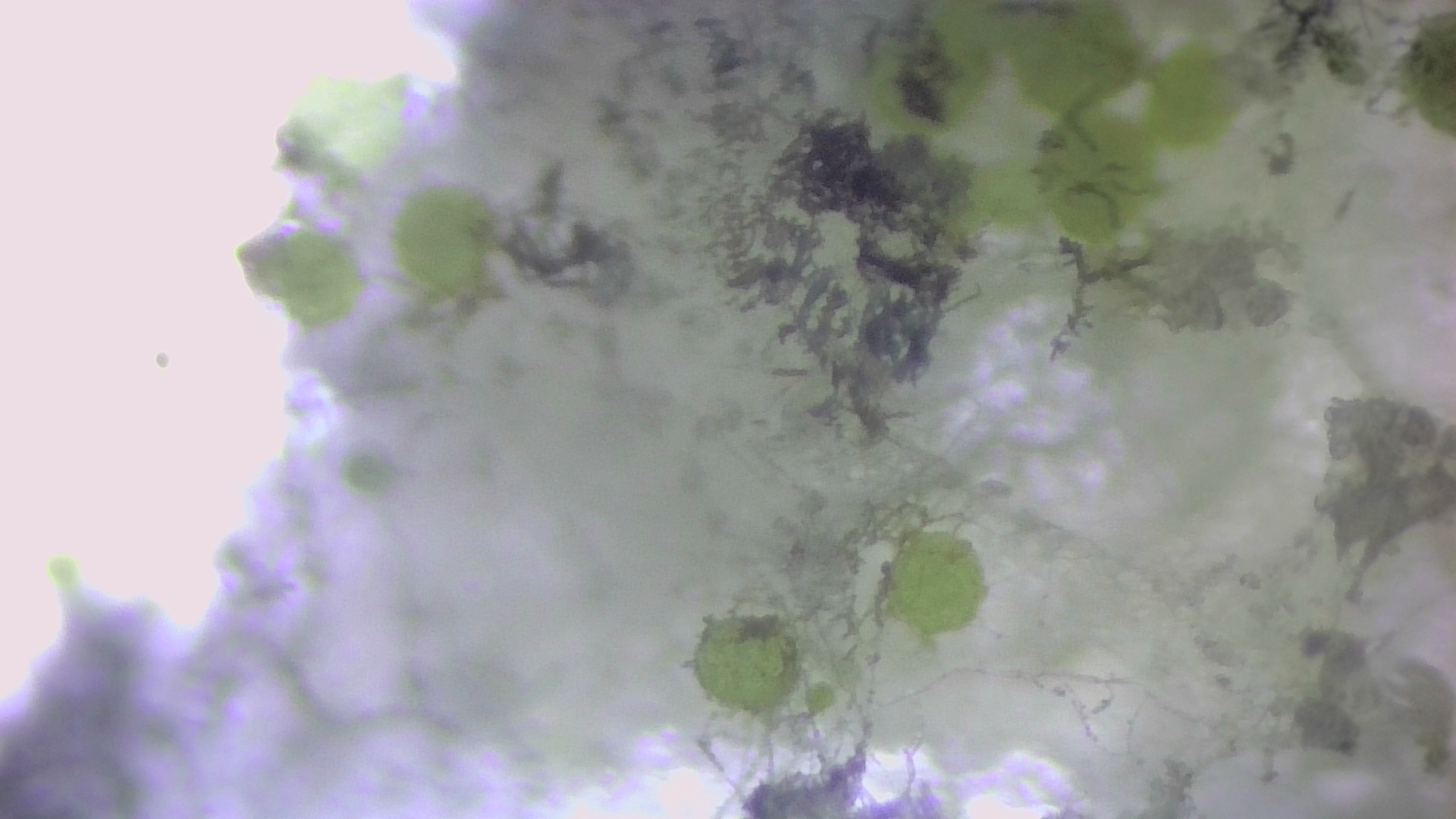 Life under the microscope. - My, Microscope, The science, Mold, Bread, Increase, Video, Longpost