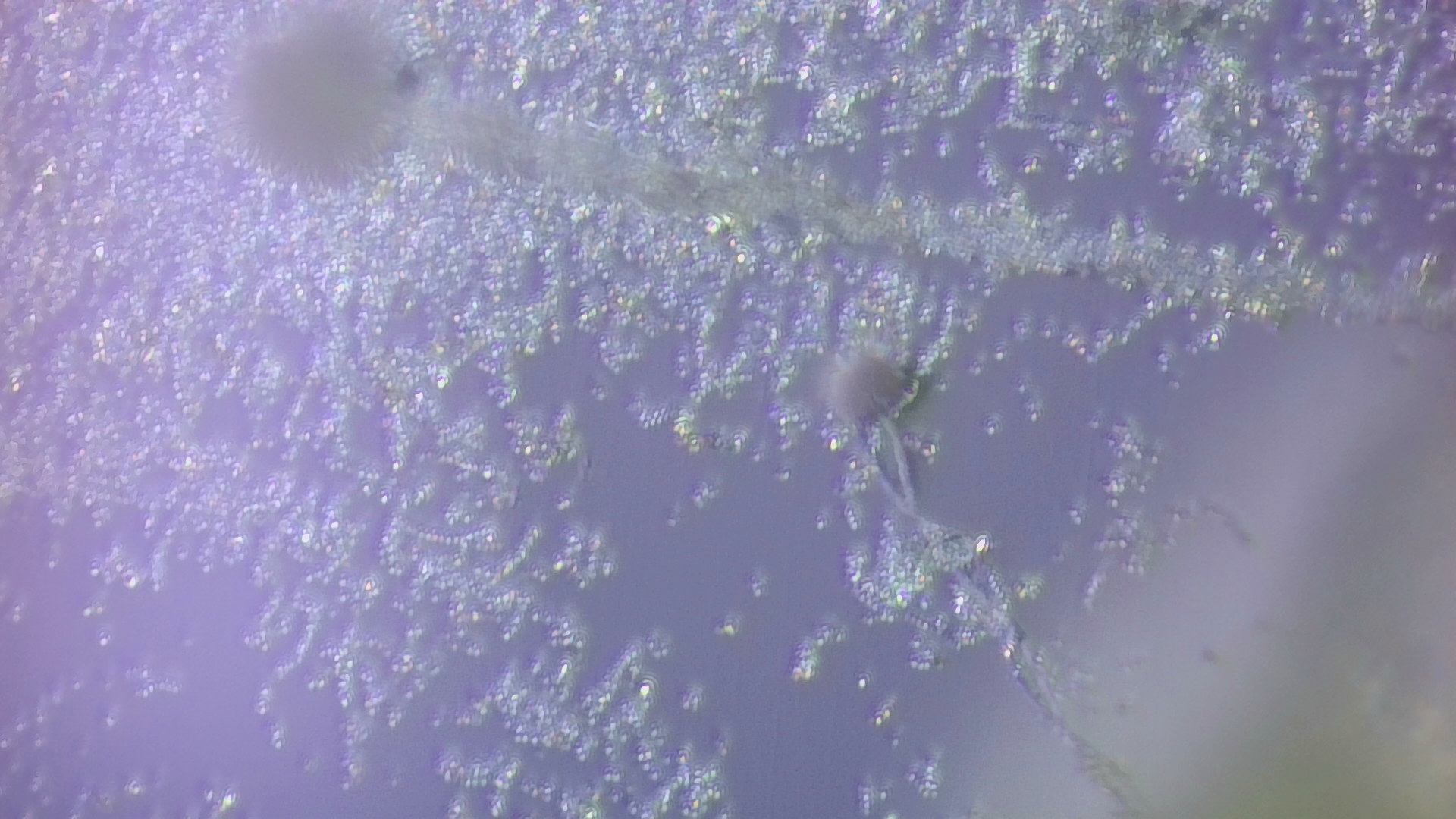 Life under the microscope. - My, Microscope, The science, Mold, Bread, Increase, Video, Longpost