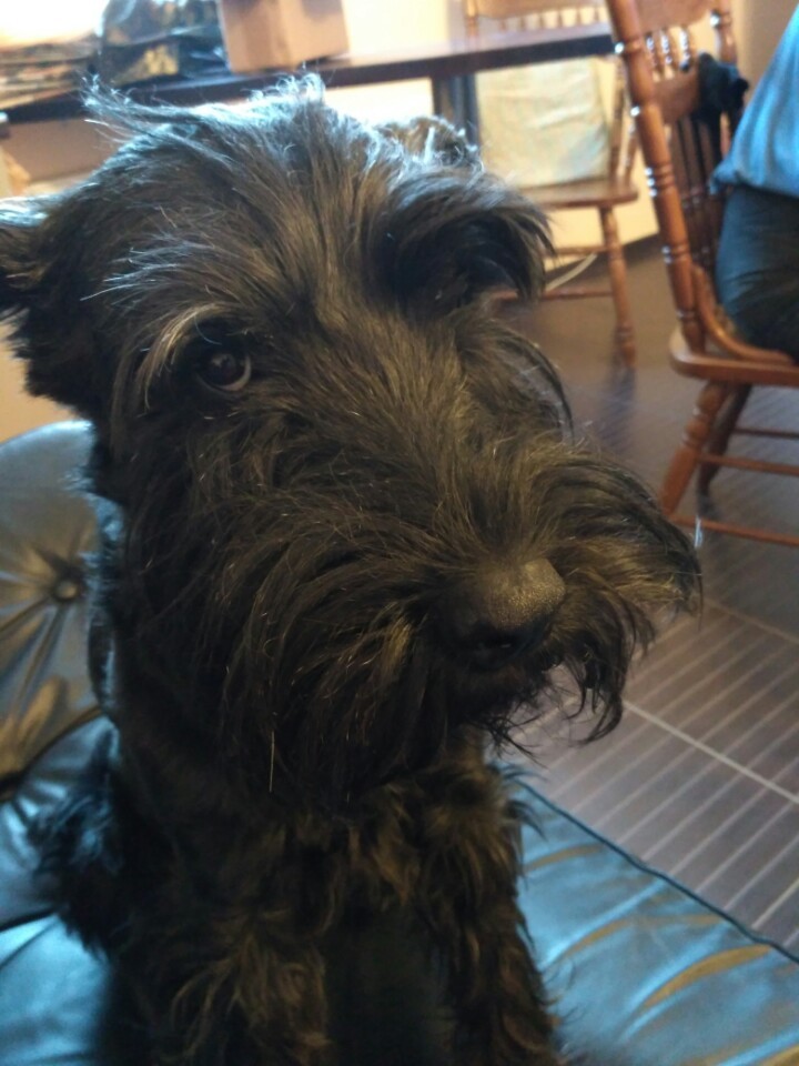 A look full of reproach - My, Schnauzers, Standard Schnauzer, Dog