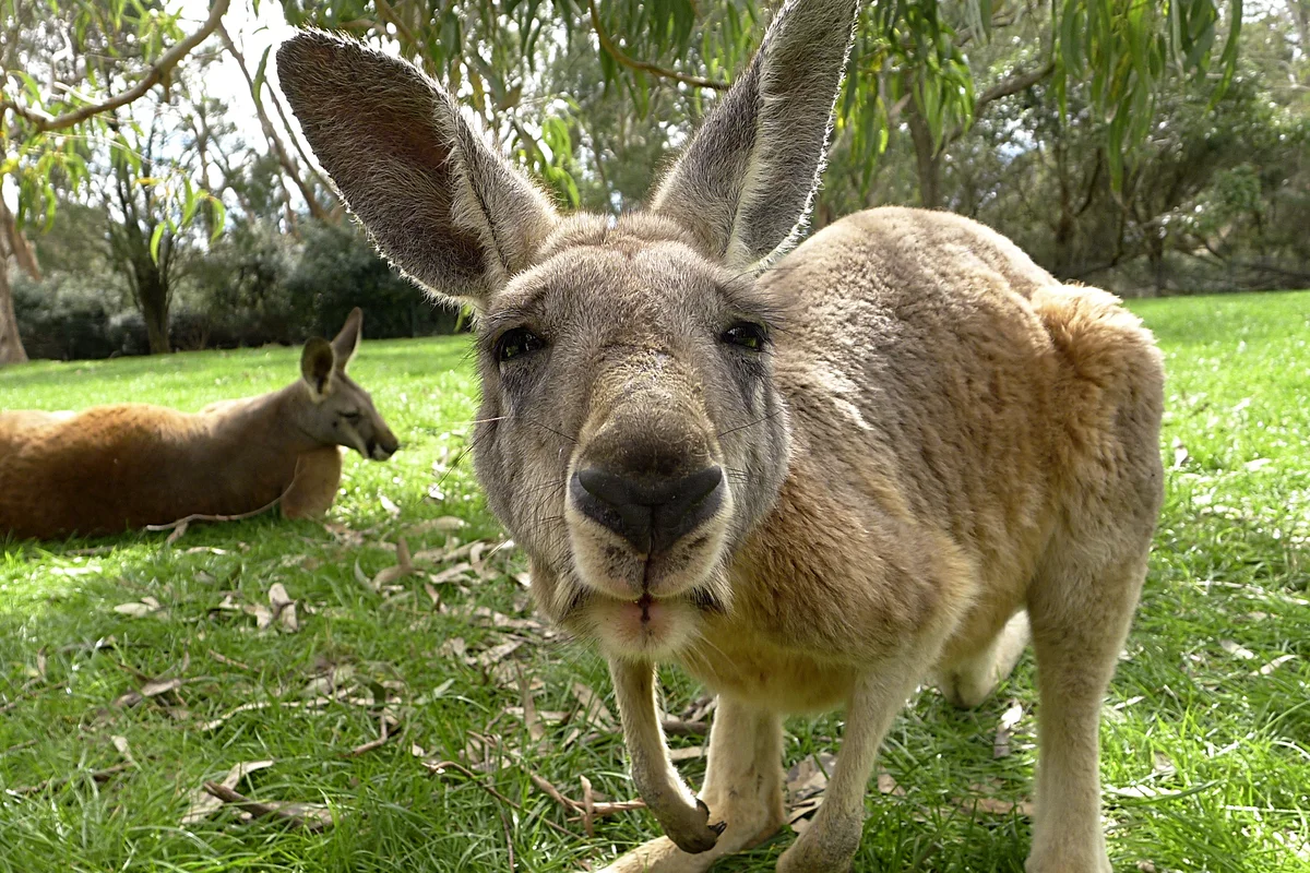 Факты о кенгуру. Кенгуру в Австралии. Необычные животные Австралии. Самец кенгуру. Интересные факты о кенгуру.