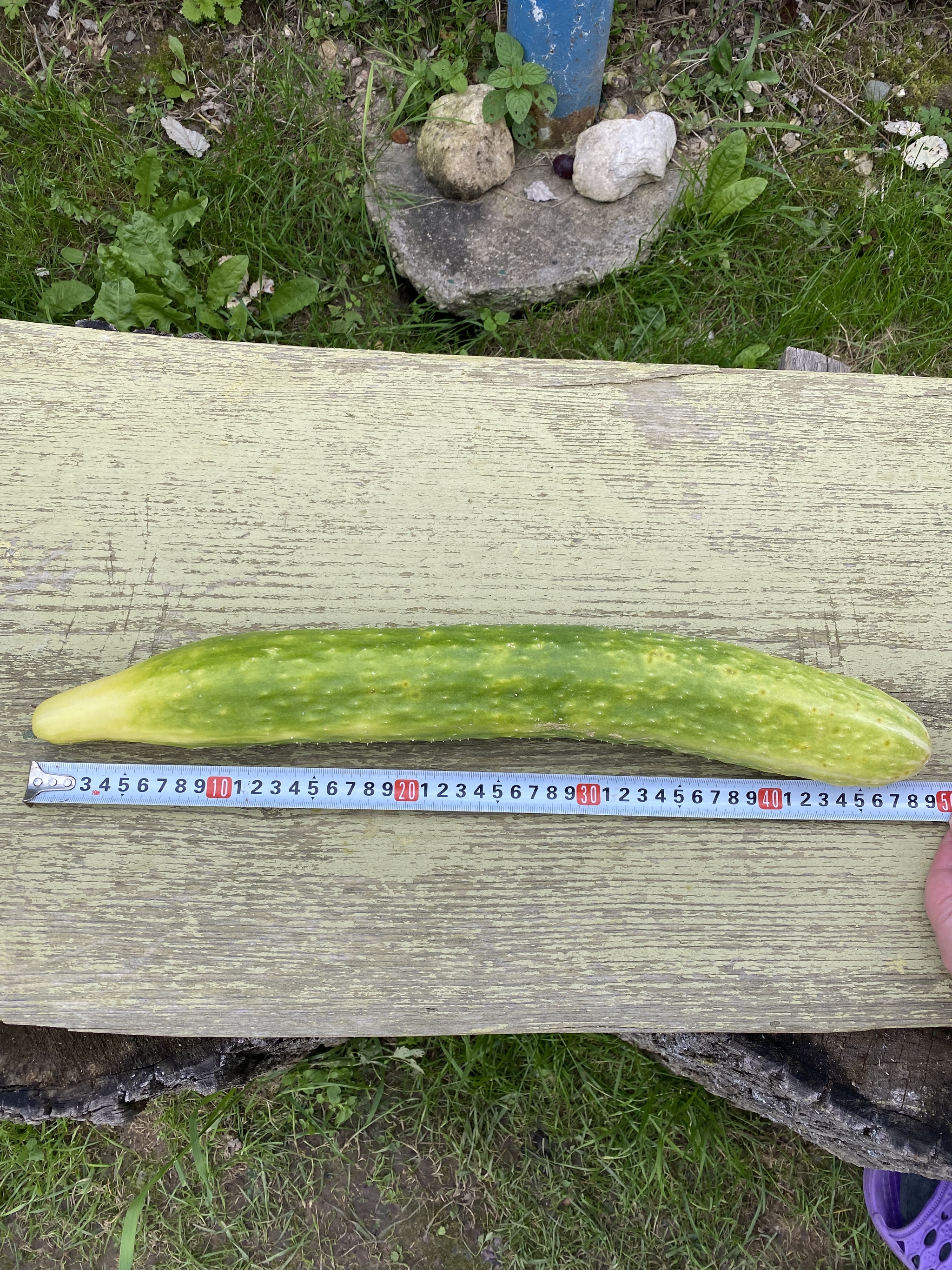 Pikabushnik cucumber - My, Peekaboo, Garden, Cucumbers, Vegetables, 49 and 5