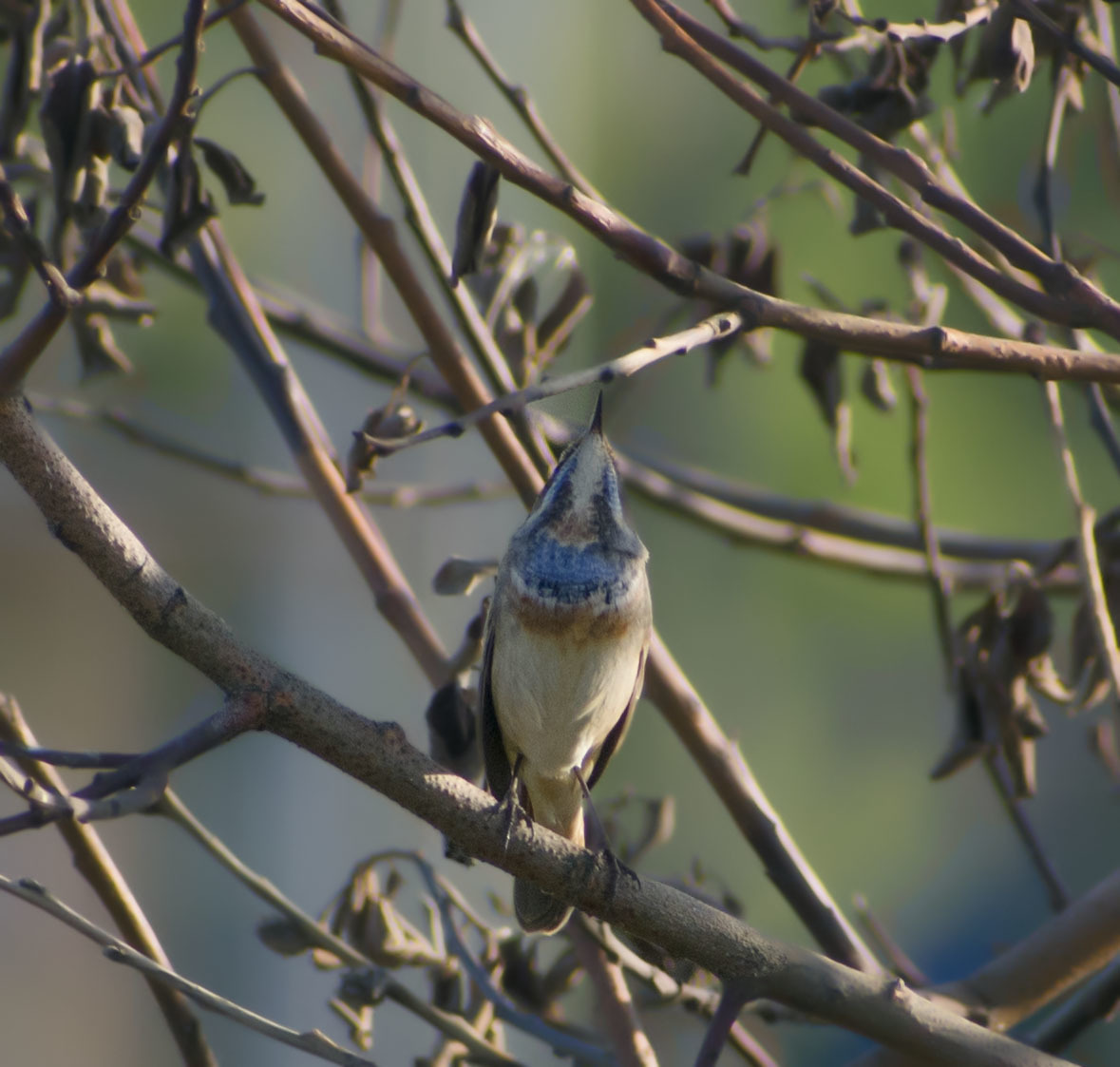 Wow, I didn't expect this - My, Summer, August, Birds, Bluethroat, The photo, Ornithology, Klyazma, Schelkovo, , Meeting, Longpost