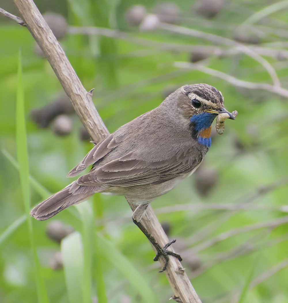 Wow, I didn't expect this - My, Summer, August, Birds, Bluethroat, The photo, Ornithology, Klyazma, Schelkovo, , Meeting, Longpost