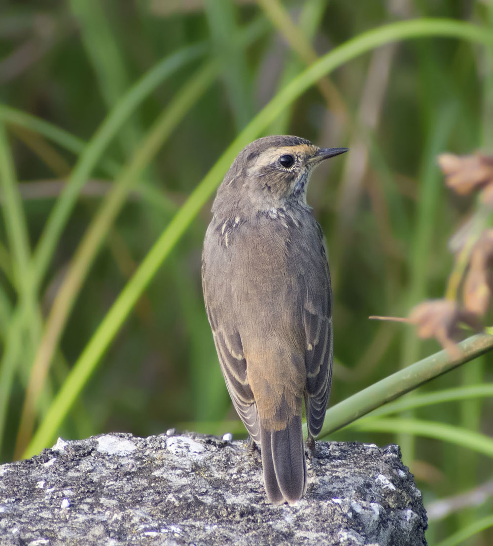 Wow, I didn't expect this - My, Summer, August, Birds, Bluethroat, The photo, Ornithology, Klyazma, Schelkovo, , Meeting, Longpost