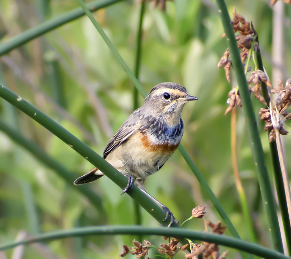 Wow, I didn't expect this - My, Summer, August, Birds, Bluethroat, The photo, Ornithology, Klyazma, Schelkovo, , Meeting, Longpost