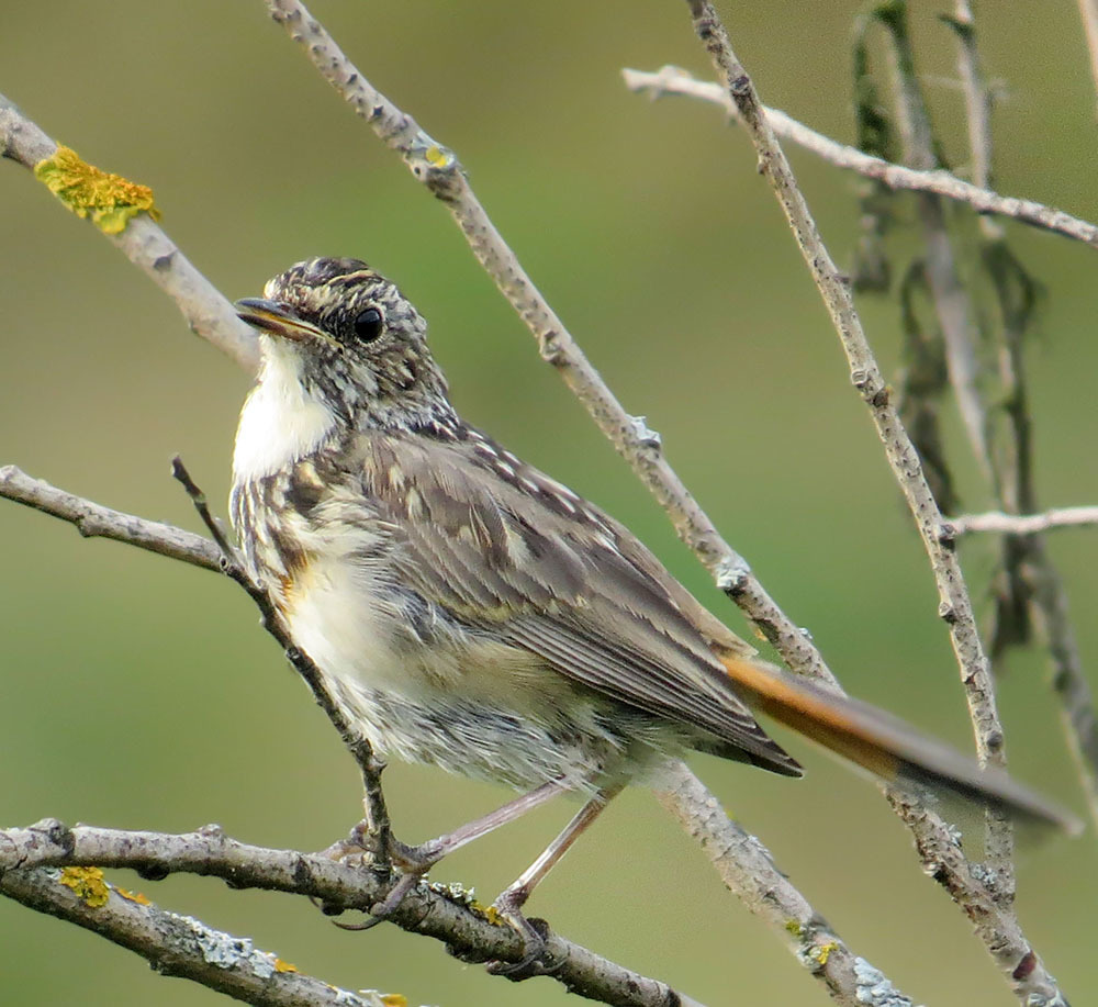 Wow, I didn't expect this - My, Summer, August, Birds, Bluethroat, The photo, Ornithology, Klyazma, Schelkovo, , Meeting, Longpost