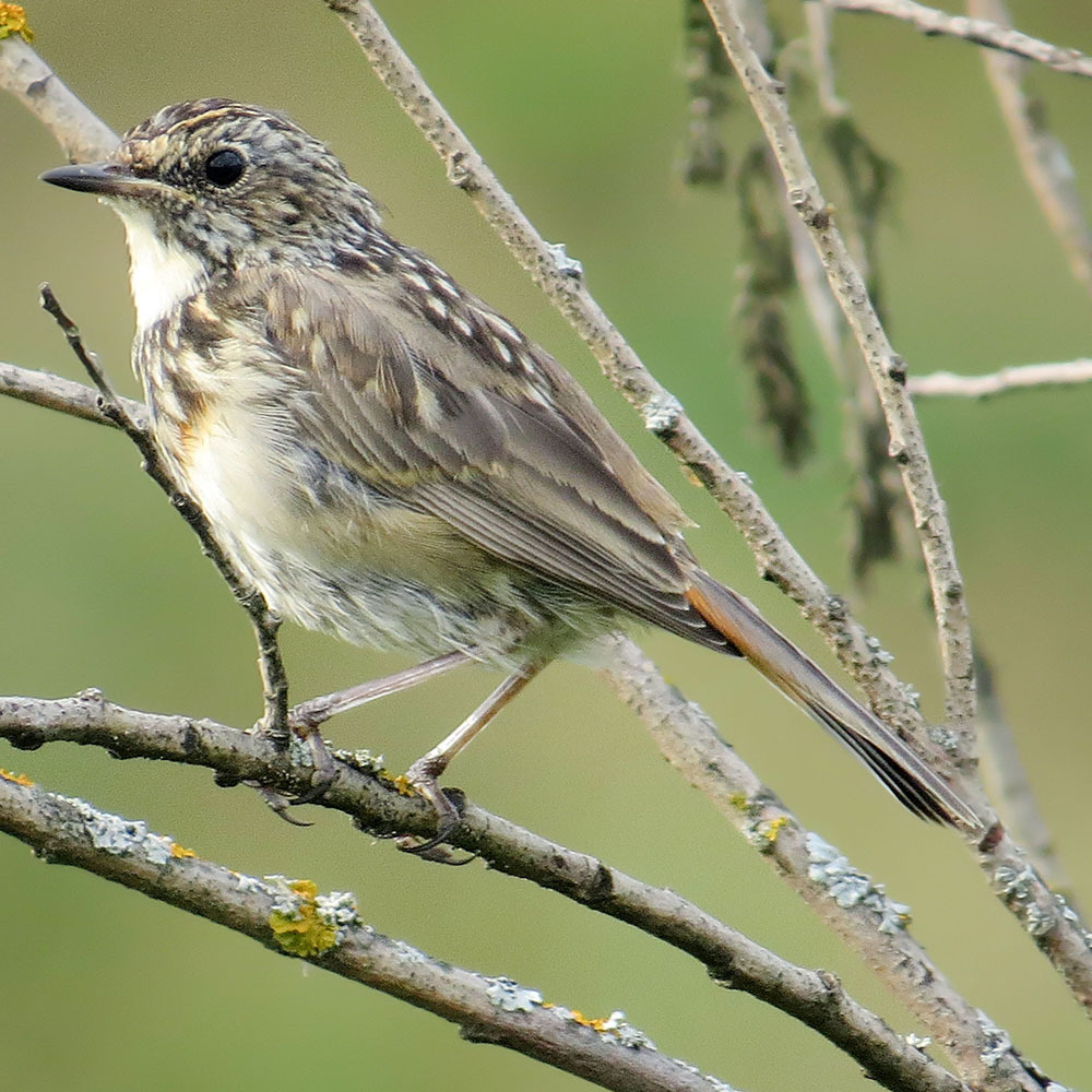 Wow, I didn't expect this - My, Summer, August, Birds, Bluethroat, The photo, Ornithology, Klyazma, Schelkovo, , Meeting, Longpost