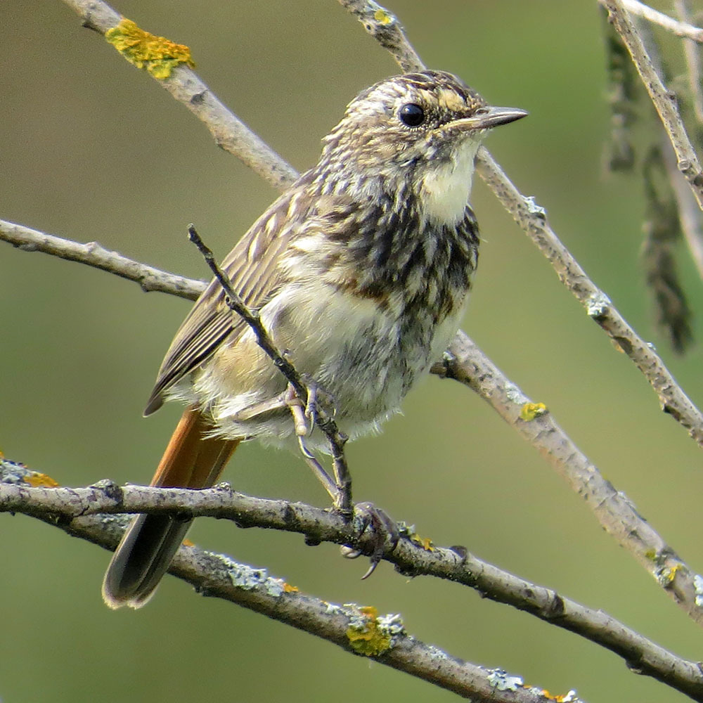 Wow, I didn't expect this - My, Summer, August, Birds, Bluethroat, The photo, Ornithology, Klyazma, Schelkovo, , Meeting, Longpost