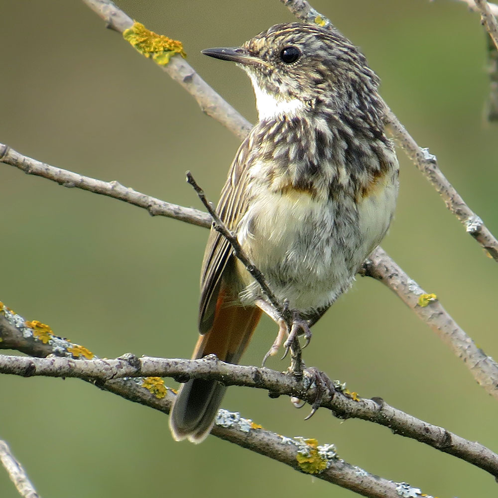 Wow, I didn't expect this - My, Summer, August, Birds, Bluethroat, The photo, Ornithology, Klyazma, Schelkovo, , Meeting, Longpost