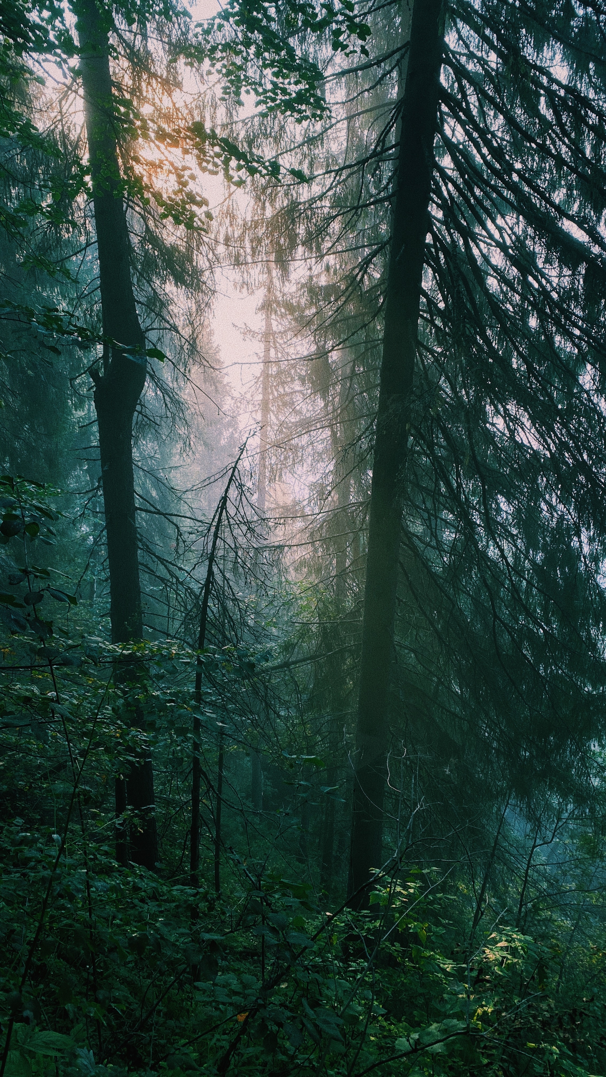 Usva - My, Usva, Perm Territory, dawn, Forest, Fog, DJI Spark, iPhone 11, The mountains, Longpost