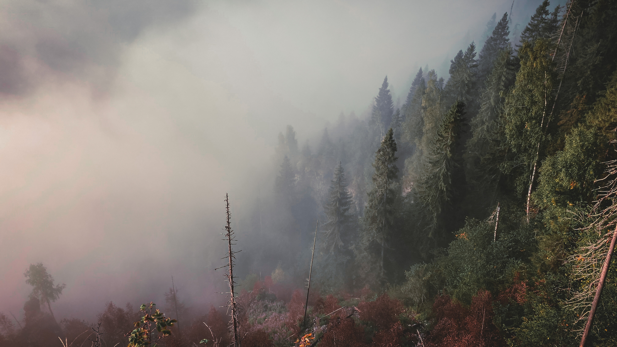 Usva - My, Usva, Perm Territory, dawn, Forest, Fog, DJI Spark, iPhone 11, The mountains, Longpost