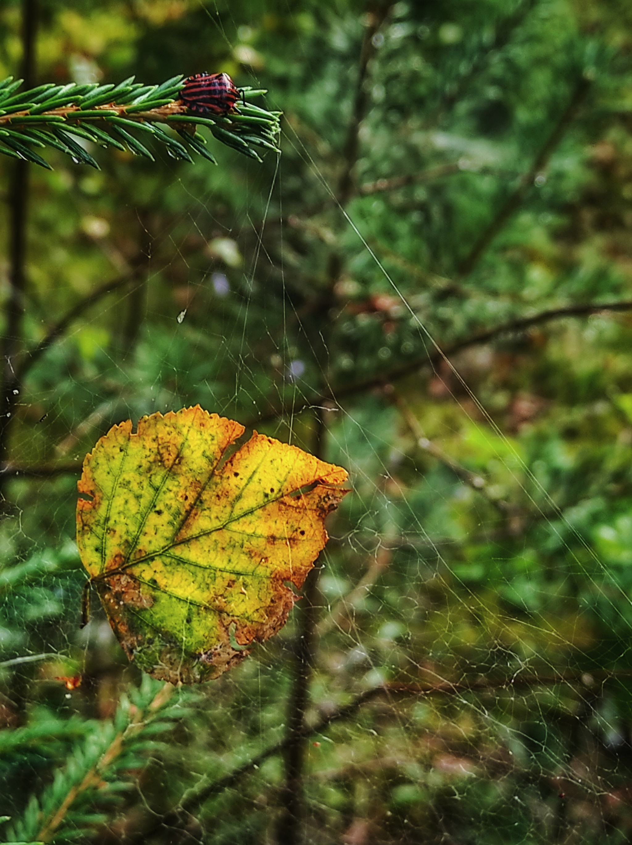 Christmas decorations - My, Web, Leaves, Shield, Drops, Longpost, Mobile photography