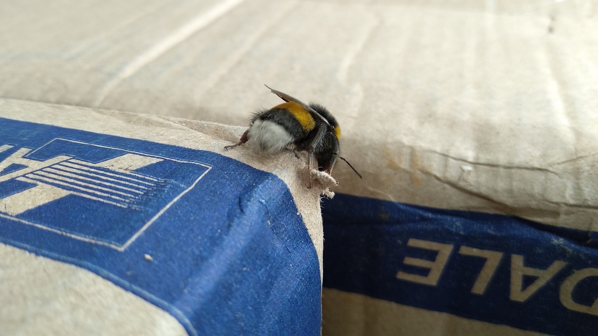 Shemale butt for a friend - My, Bumblebee, The photo, Work, Longpost, Comments on Peekaboo