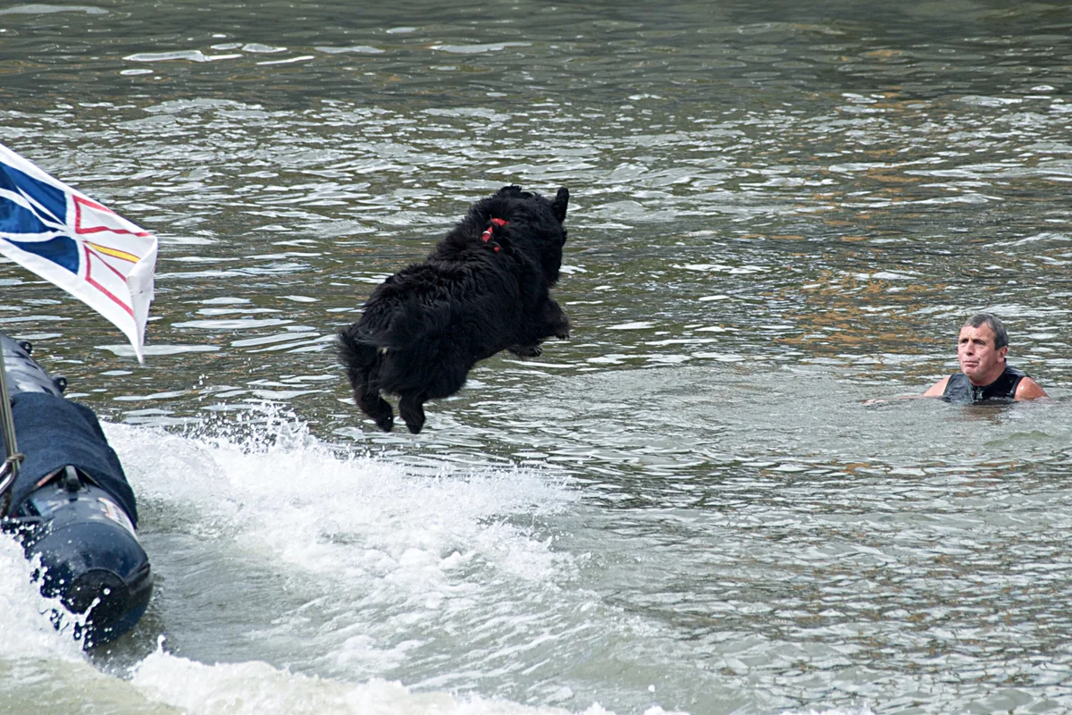 Newfoundland - dog-diver: a few reasons why you should get a large breed with high intelligence - Animals, Dog, Newfoundland, Yandex Zen, Longpost