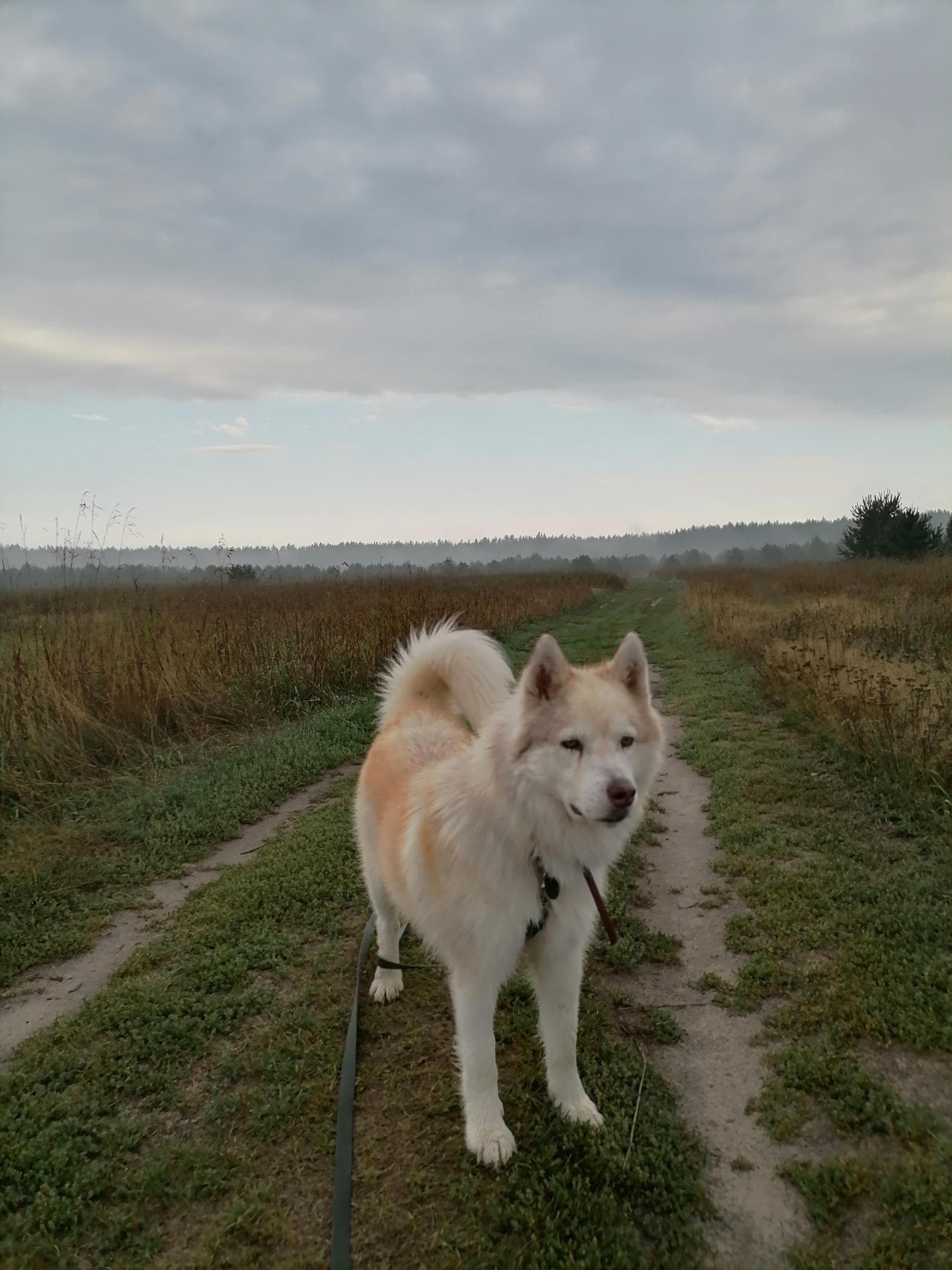 Morning evening - My, Dog, Husky, Walk, Morning, Walking, Evening, Fog, Nature, , Animal shelter, Longpost