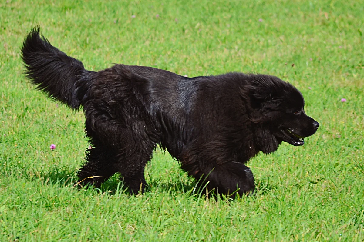 Newfoundland - dog-diver: a few reasons why you should get a large breed with high intelligence - Animals, Dog, Newfoundland, Yandex Zen, Longpost