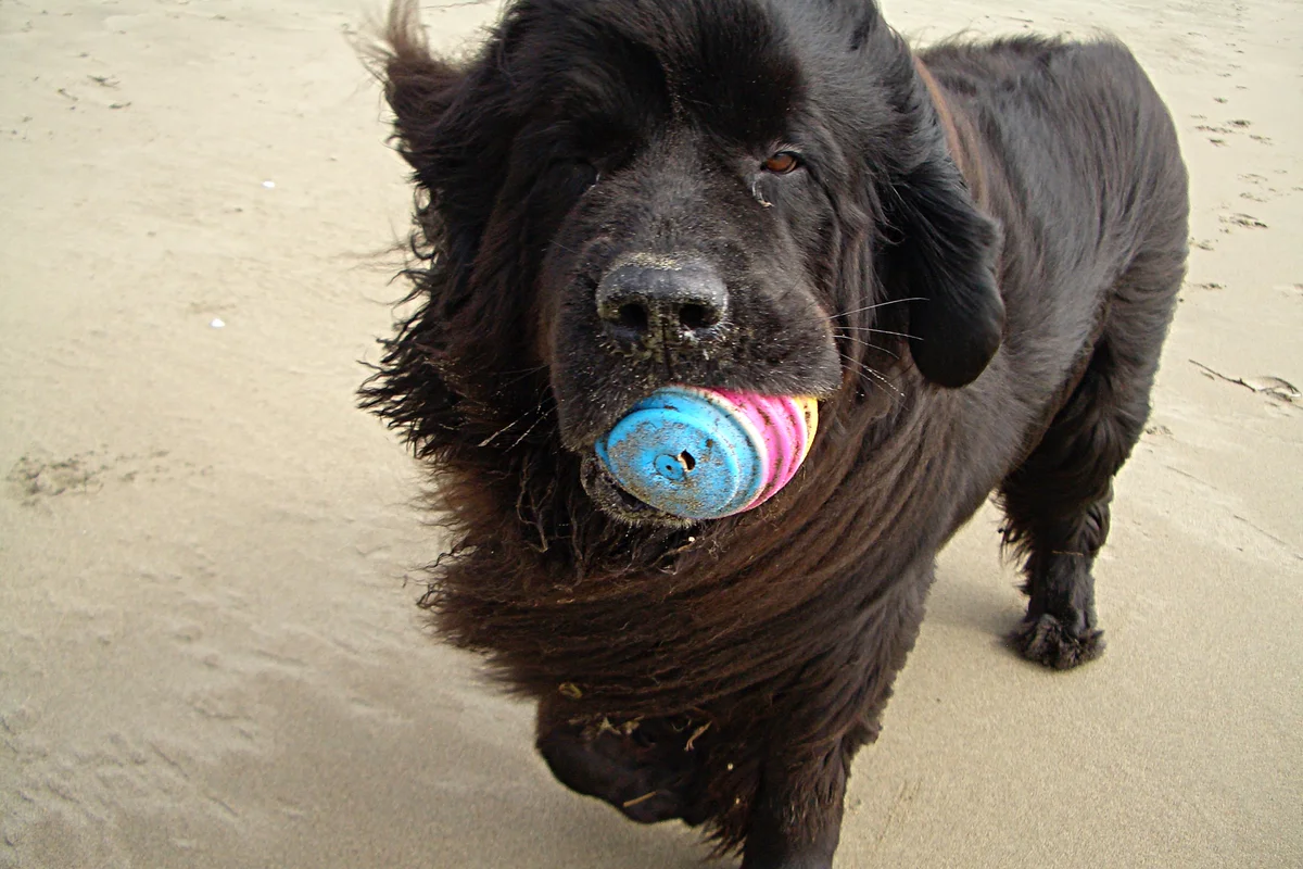 Newfoundland - dog-diver: a few reasons why you should get a large breed with high intelligence - Animals, Dog, Newfoundland, Yandex Zen, Longpost