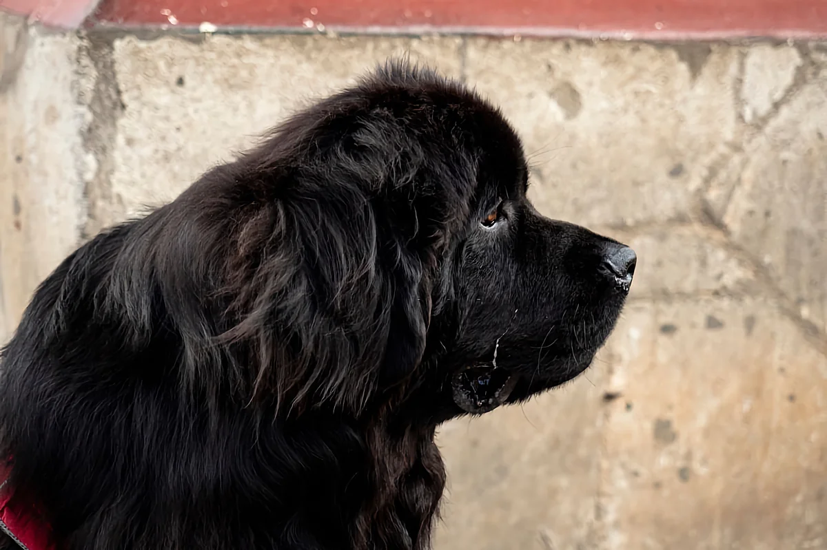 Newfoundland - dog-diver: a few reasons why you should get a large breed with high intelligence - Animals, Dog, Newfoundland, Yandex Zen, Longpost