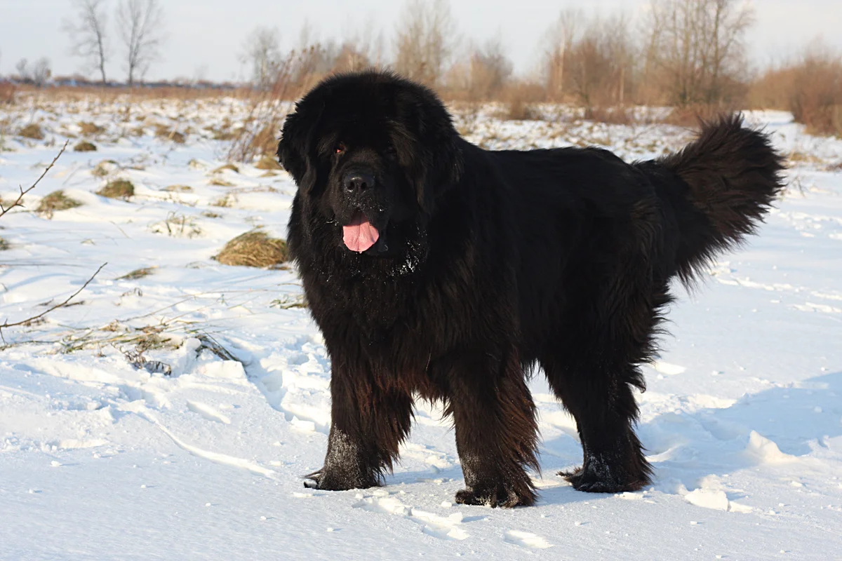 Newfoundland - dog-diver: a few reasons why you should get a large breed with high intelligence - Animals, Dog, Newfoundland, Yandex Zen, Longpost