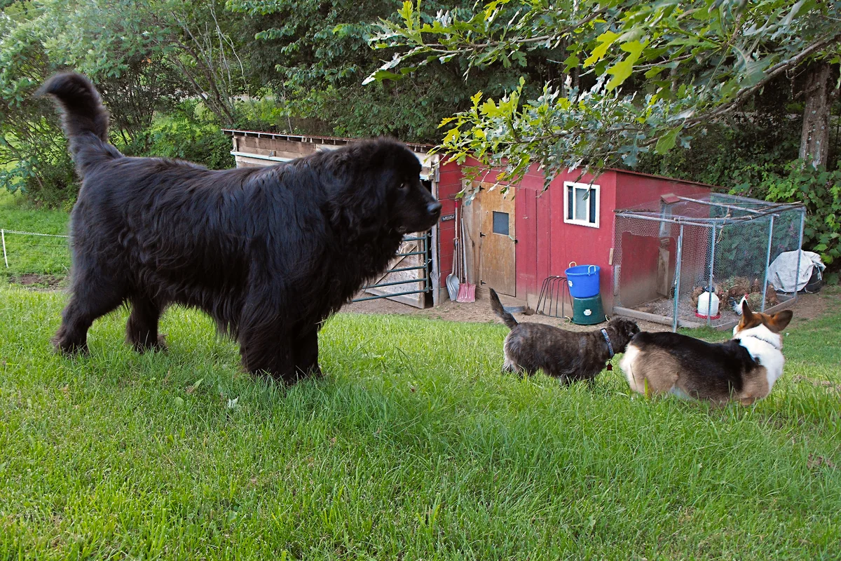 Newfoundland - dog-diver: a few reasons why you should get a large breed with high intelligence - Animals, Dog, Newfoundland, Yandex Zen, Longpost