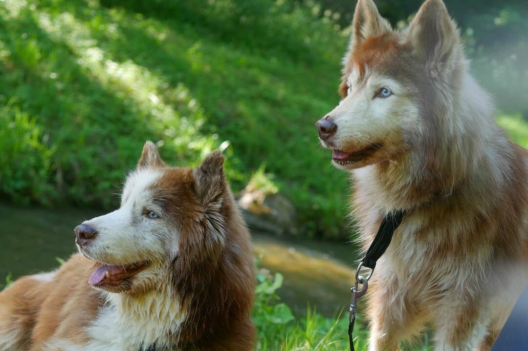 Your dog is weird, mischievous, stands on his ears and generally does not behave very well (read the article) - Autumn, Saint Petersburg, Healthy lifestyle, Movement is life, A bike, Husky, , Education, , Dog, Summer