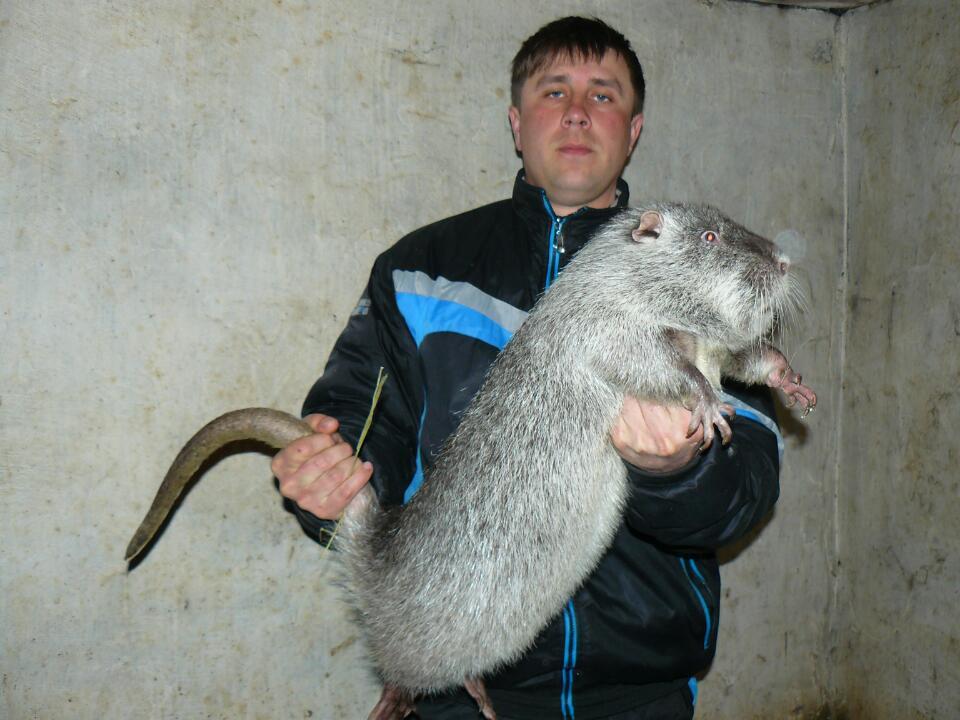 Someone scratching in the kitchen - Animals, Big size, Humor, Nutria