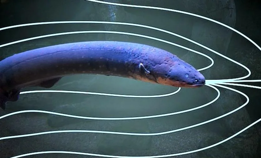 Electric eel: Fish energized at 800 volts. Even a horse can fall down with its discharge - A fish, Animals, Electric Eel, Animal book, Yandex Zen, GIF, Longpost