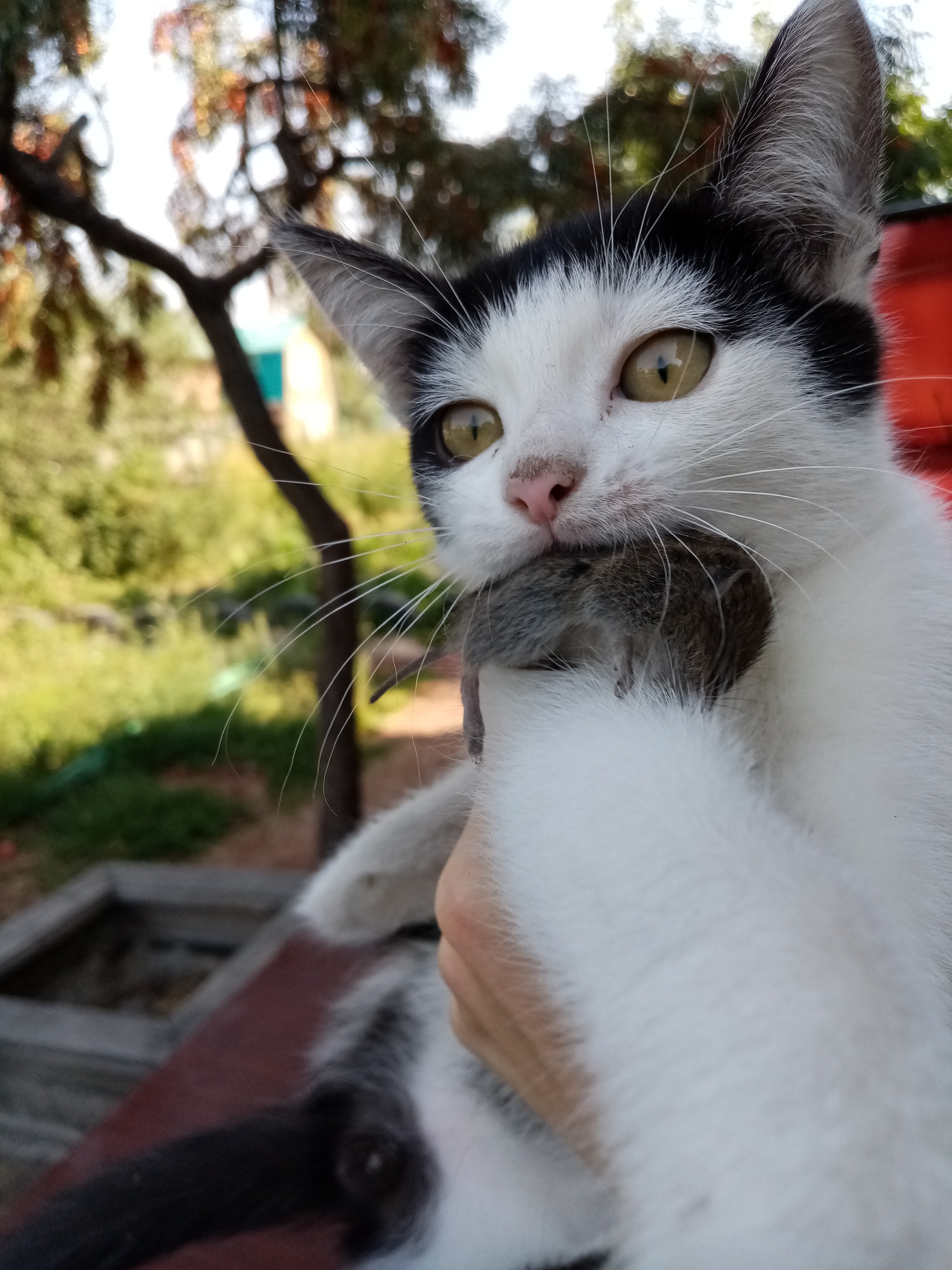 Ryzhik caught the first mouse) - My, cat, Kittens, Hunter, Mouse, Longpost