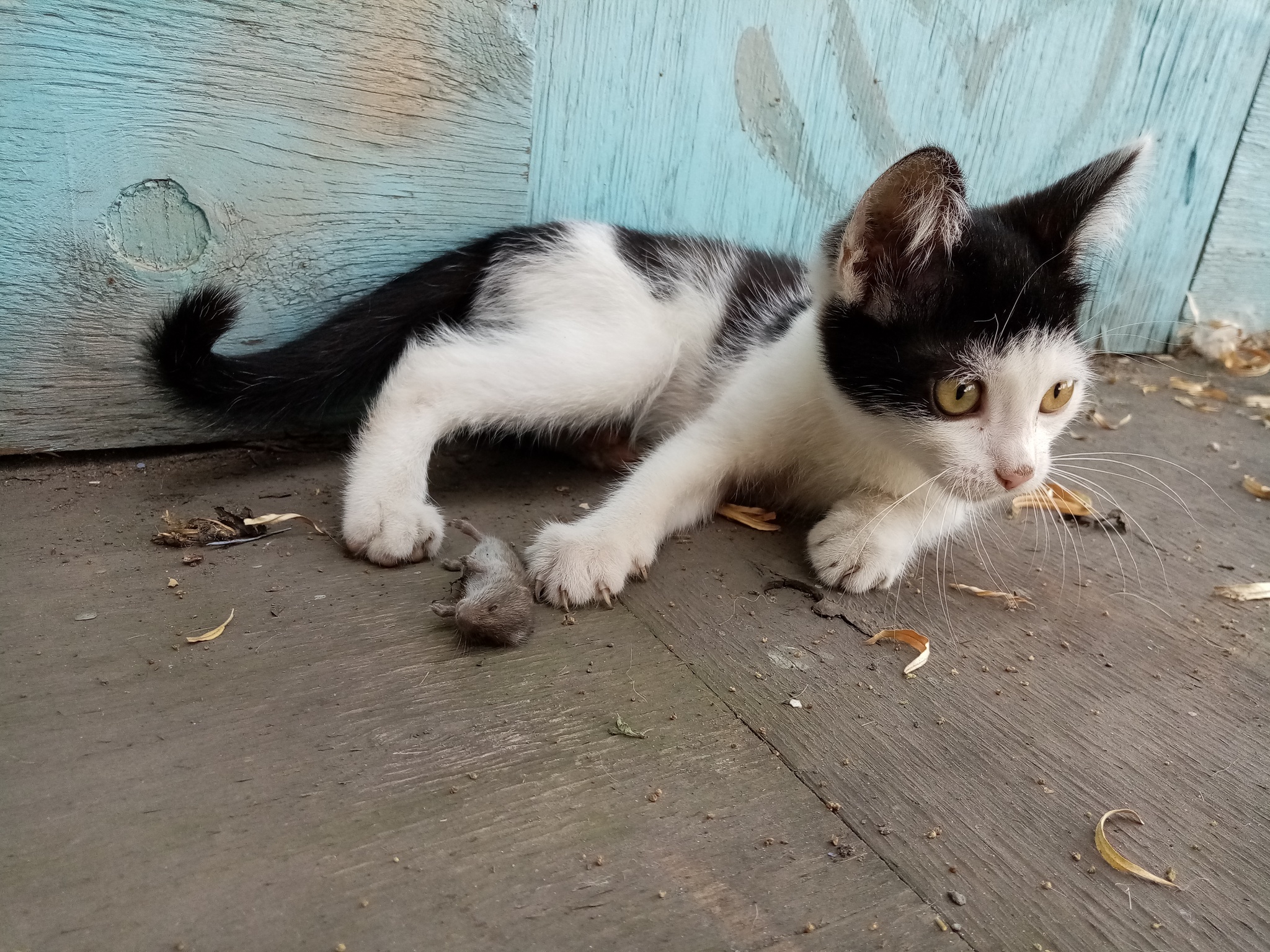 Ryzhik caught the first mouse) - My, cat, Kittens, Hunter, Mouse, Longpost