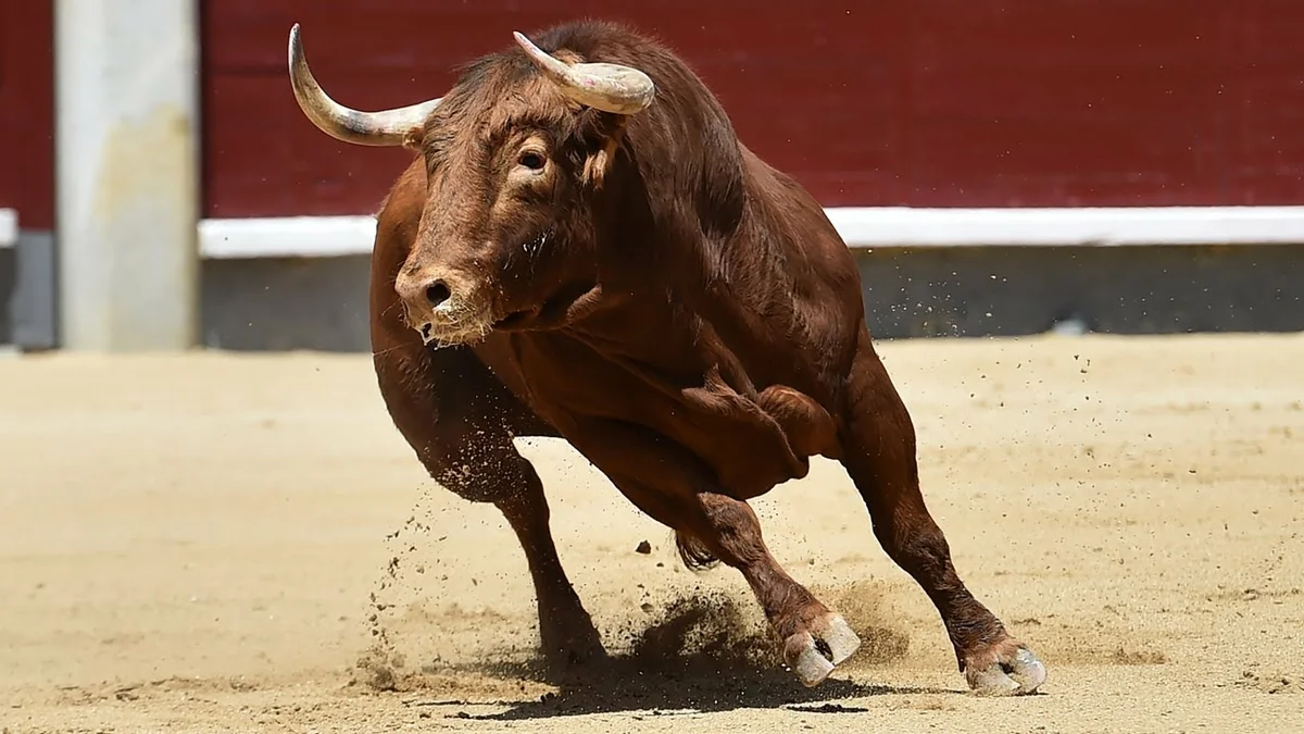 Lydian bull: Special bulls for bullfighting. Full of hatred and aggression towards people and each other - Animals, Bull, Bullfight, Animal book, Yandex Zen, Longpost