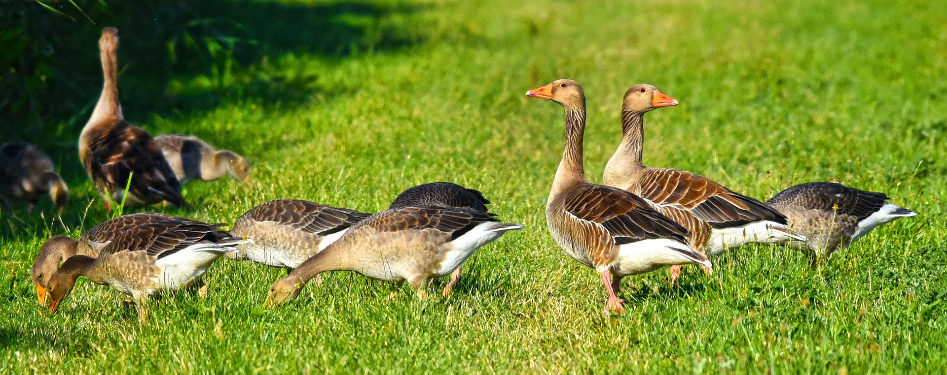 Geese, can you help me earn some money? - My, Сельское хозяйство, Farm, Village, Nutrition, Delicacy, Гусь, Christmas, Eggs, Video