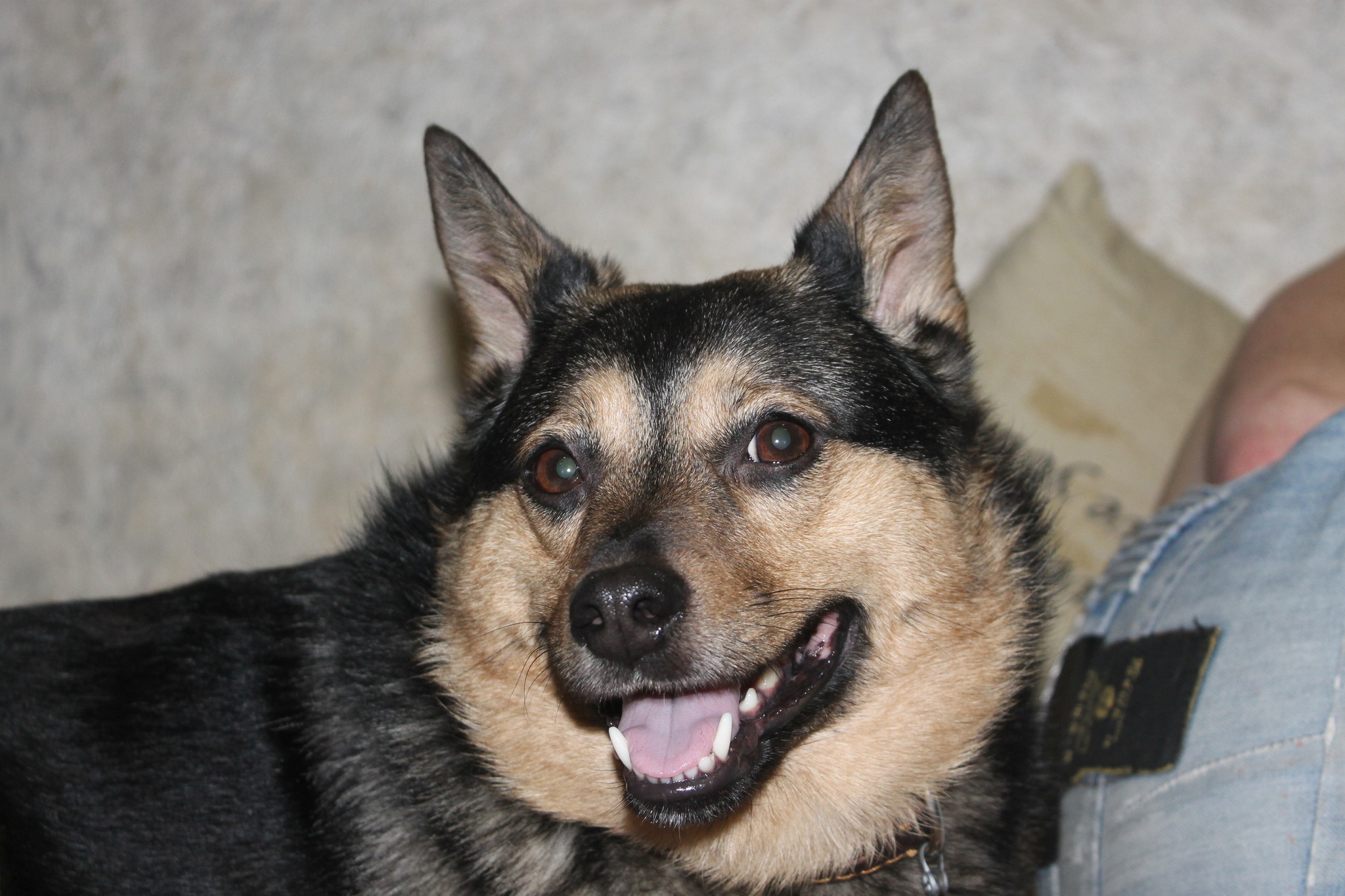 Tailed, toothy and eared - My, Making the World Better, Pets, Dog, Homeless animals, The photo, Longpost