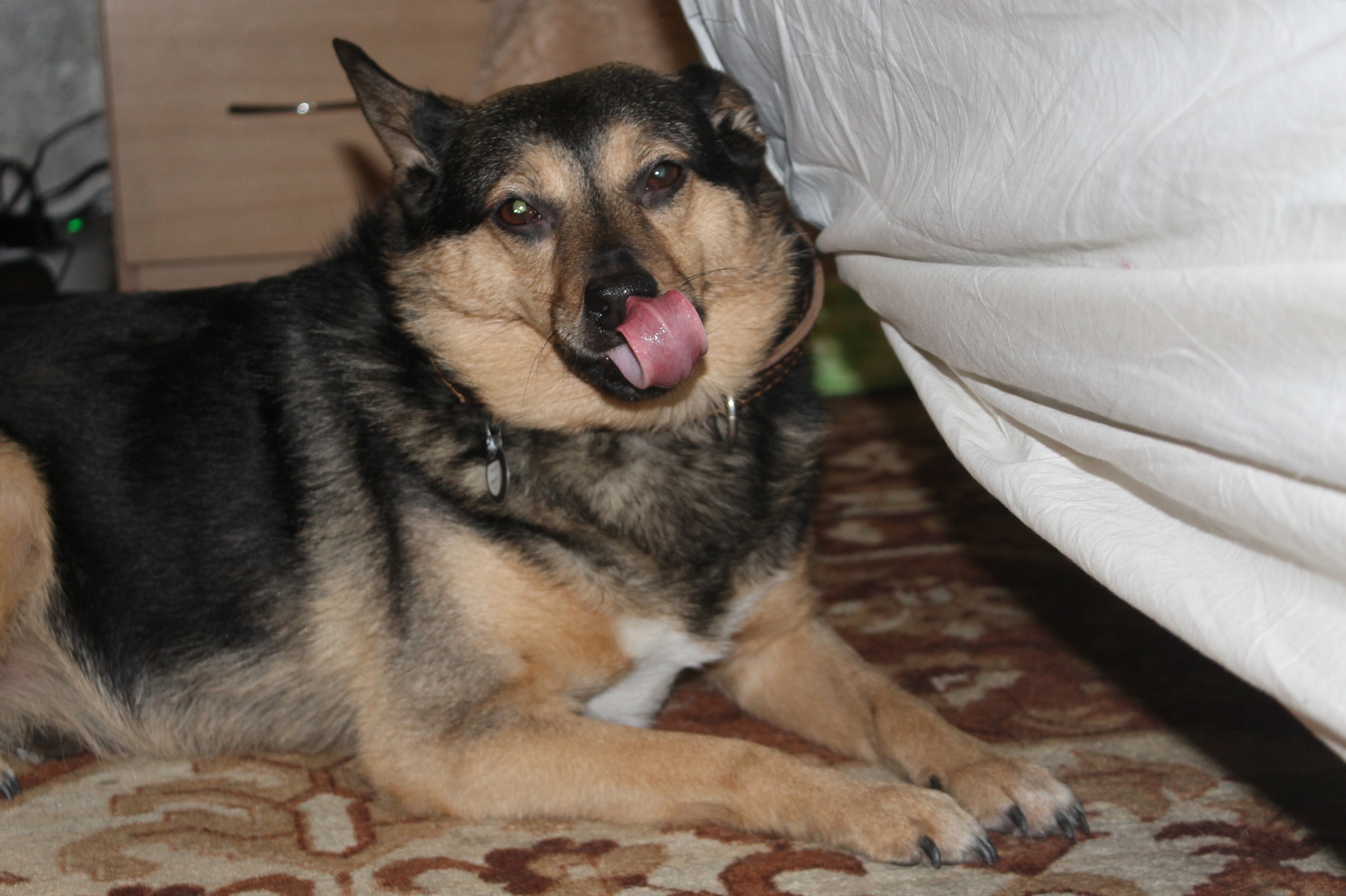 Tailed, toothy and eared - My, Making the World Better, Pets, Dog, Homeless animals, The photo, Longpost