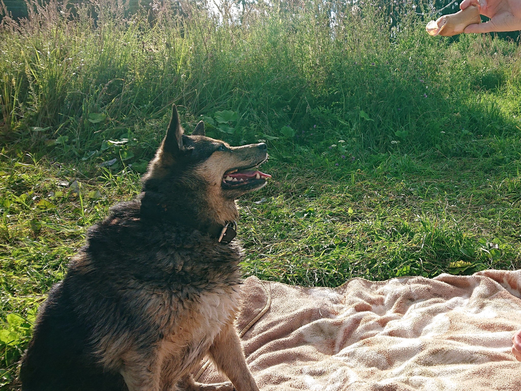 Tailed, toothy and eared - My, Making the World Better, Pets, Dog, Homeless animals, The photo, Longpost