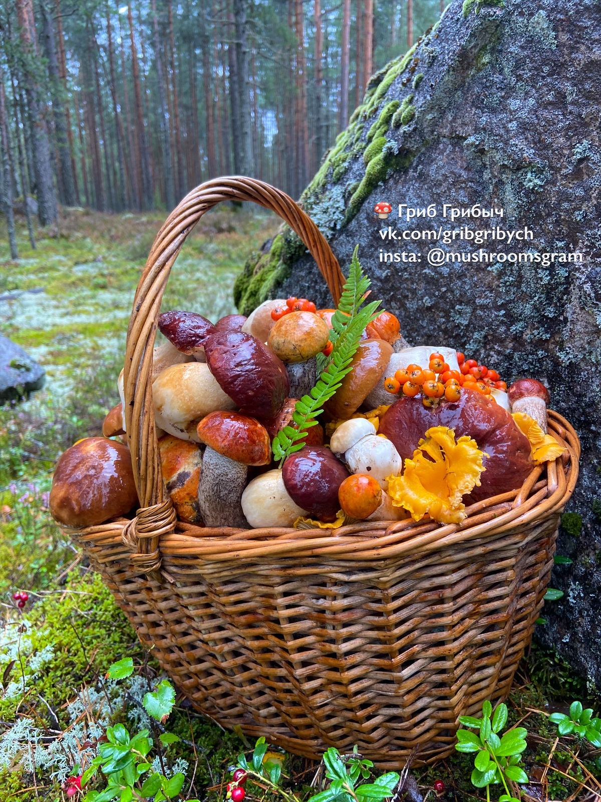 Mushroom greetings from St. Petersburg - My, Mushrooms, Forest, Clean forest, Silent hunt, Chistoman, Longpost