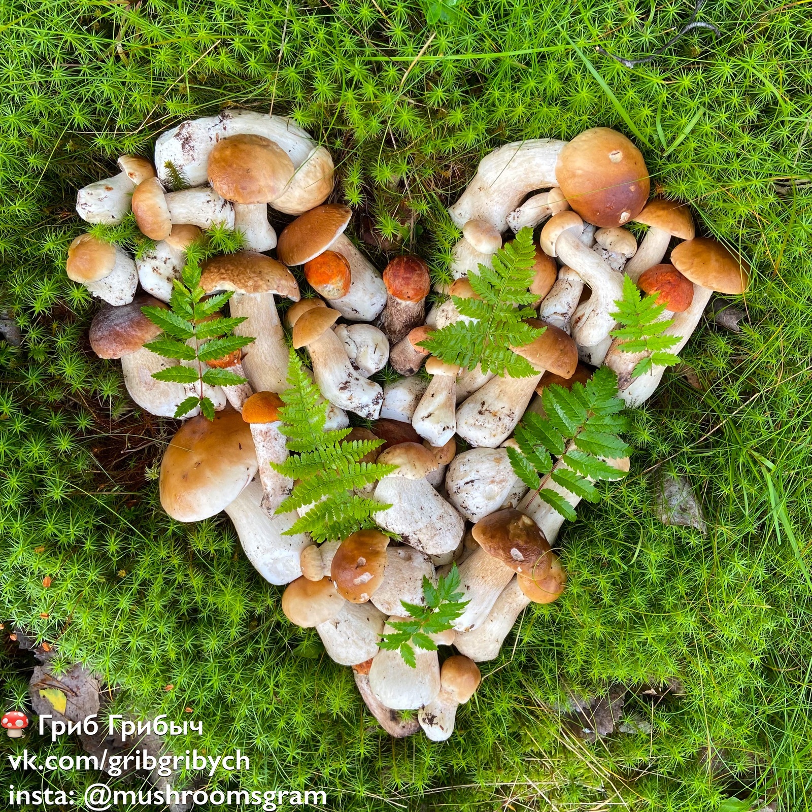 Mushroom greetings from St. Petersburg - My, Mushrooms, Forest, Clean forest, Silent hunt, Chistoman, Longpost