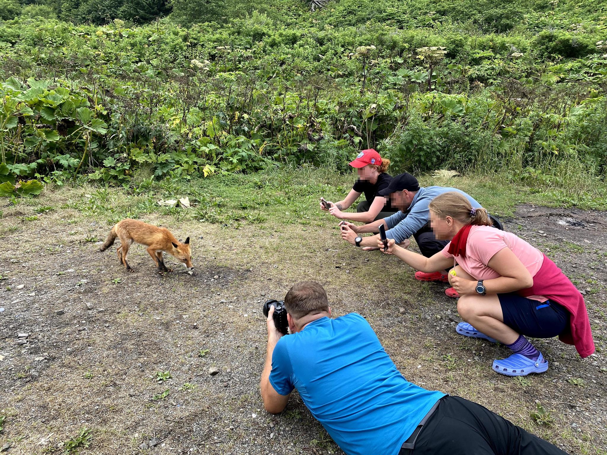 Sakhalin. - My, Sakhalin, Travels, Travel across Russia, The nature of Russia, Nature, Sea, Longpost, Cape Velikan, Wild animals, , Fox