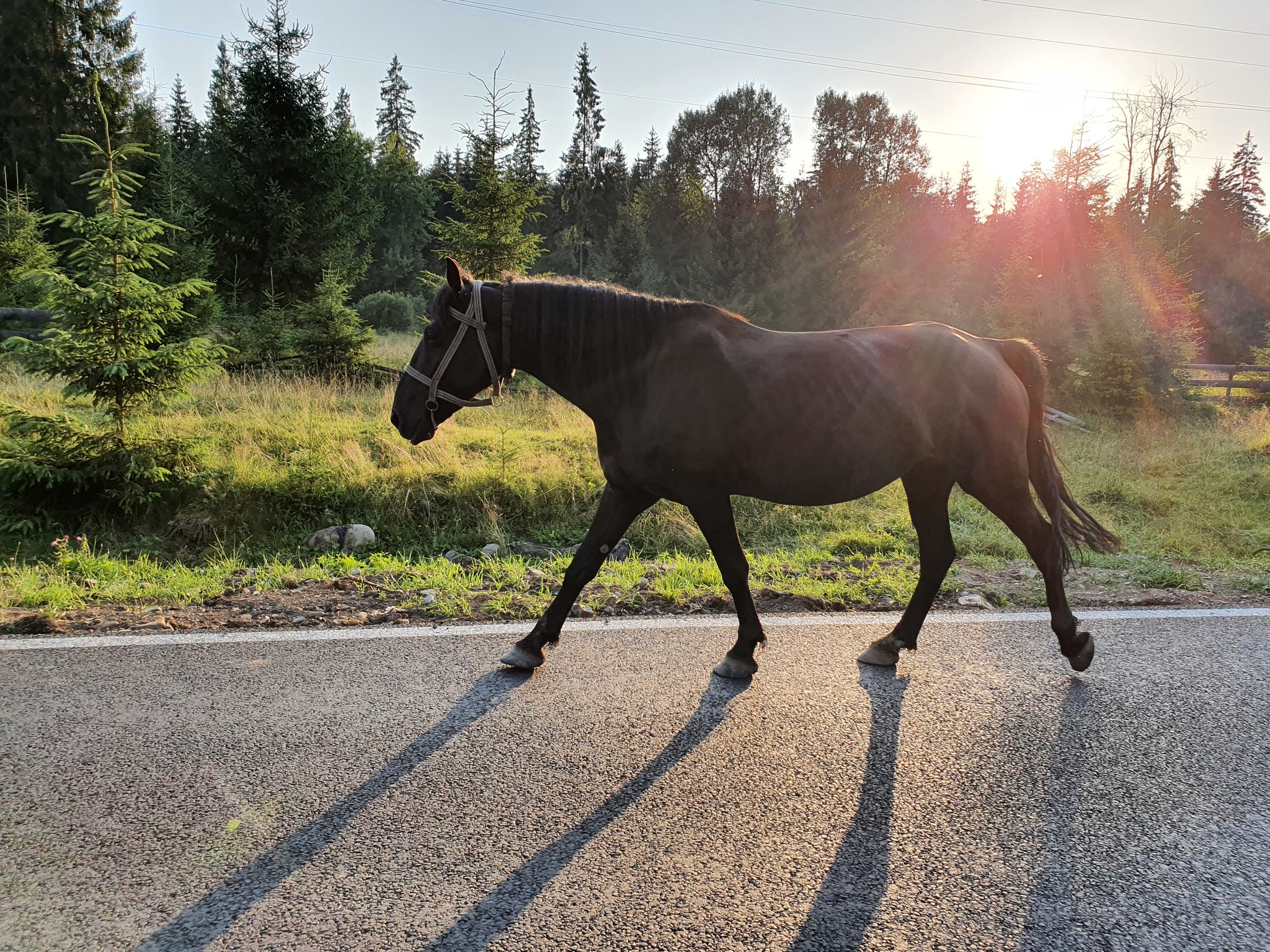 Koni, near the village of Vorokhta, Transcarpathia - My, Peekaboo, Fast, Horses, Nature, beauty, A life, Liberty