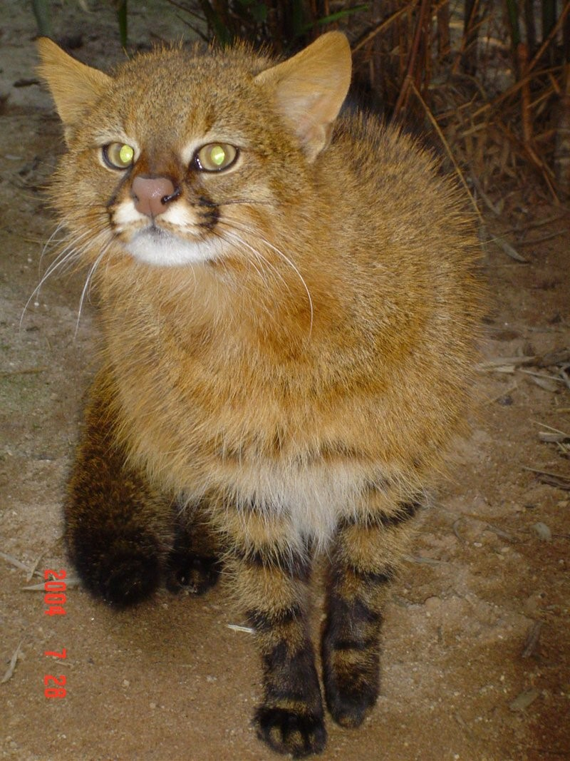 Девять уникальных диких кошек, обитающих в Южной Америке | Пикабу