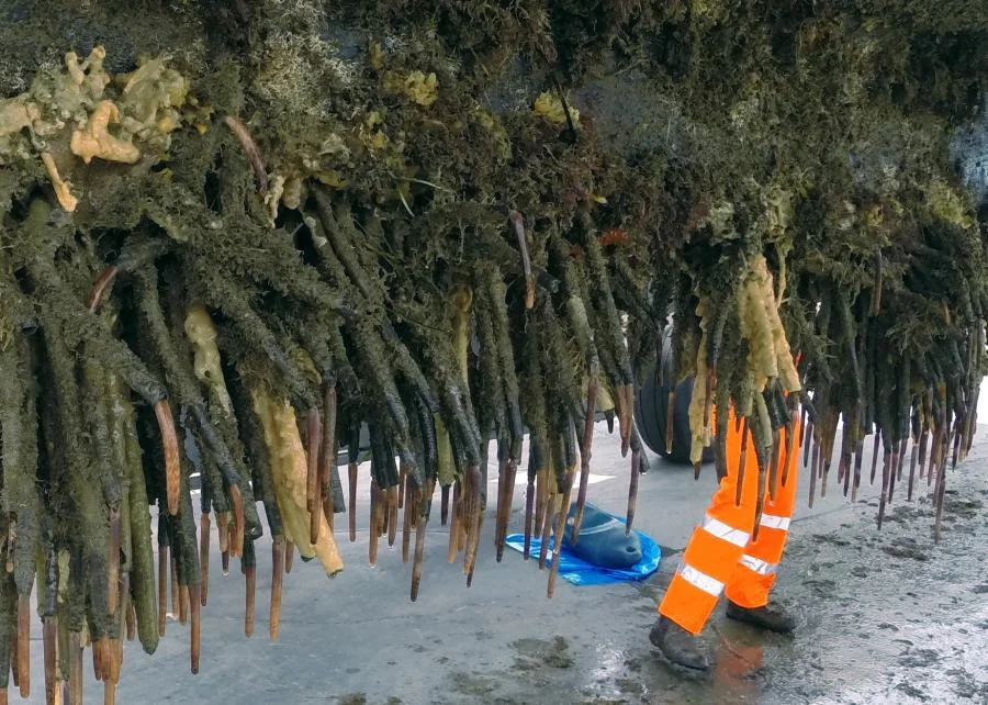 Beard by the ship: How do animals turn ships into rusty scrap metal? - Ship, Vessel, Minerals, Animals, Seaweed, Animal book, Yandex Zen, Longpost