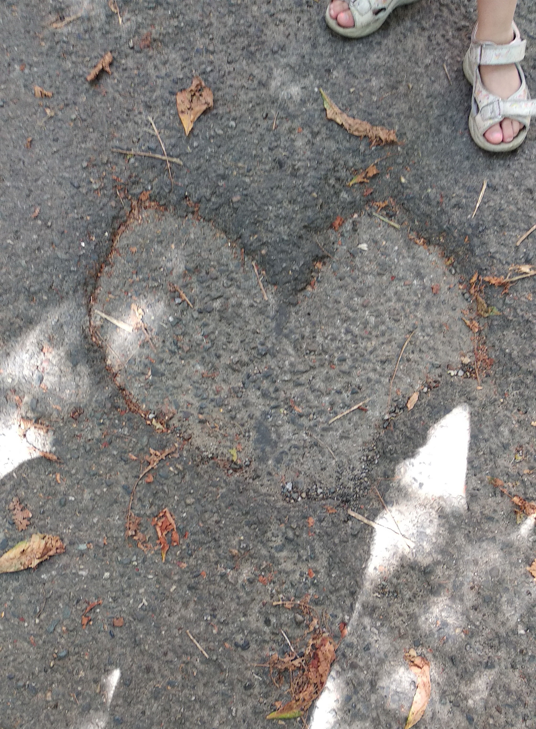 Love my city - My, Heart, Drawing on the pavement, Tree, Town, Stavropol, Longpost