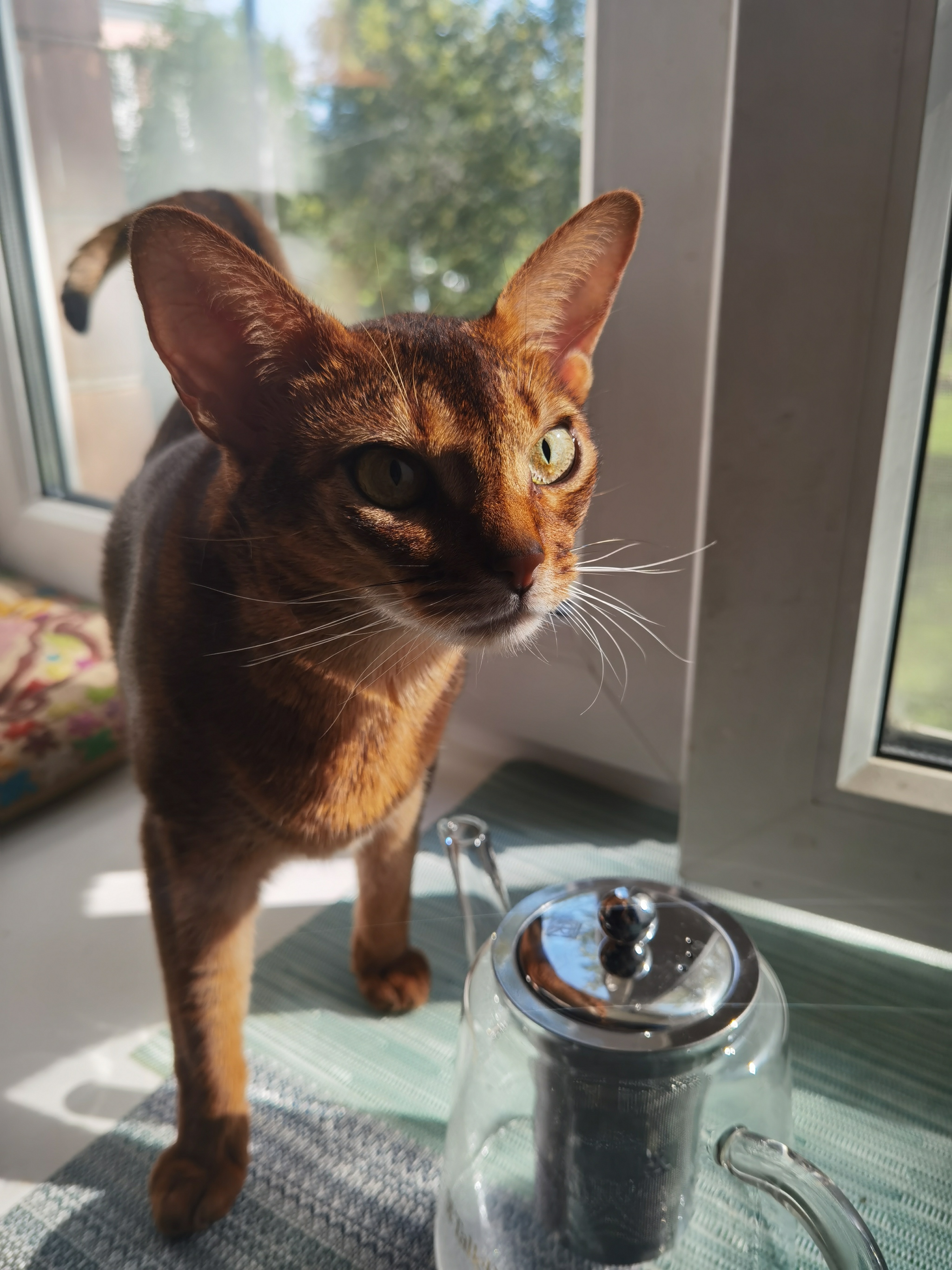 Good morning - My, Abyssinian cat, Mobile photography, cat, Pets