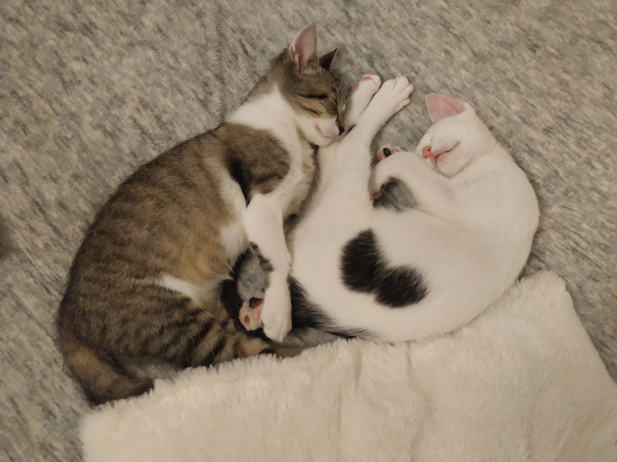 Сестра заставила брата лизать киску. Спящий брат. Шлёпа кот детеныш. Синяя братишка кот и розовая сестричка кошечка.