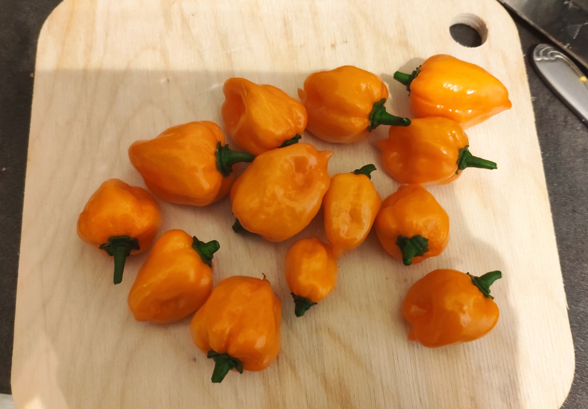 My first harvest of habaneros and habanero sauce - My, Habanero, Hot peppers, Sauce, Spicy sauce, Longpost