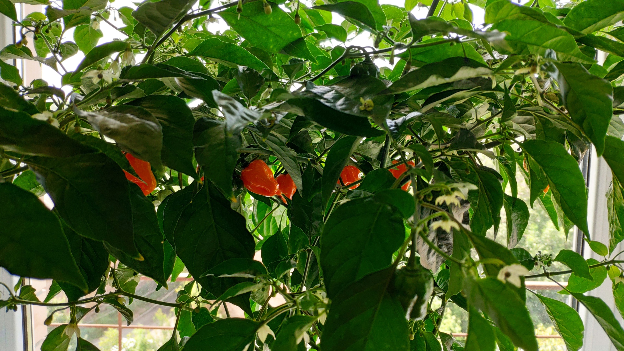 My first harvest of habaneros and habanero sauce - My, Habanero, Hot peppers, Sauce, Spicy sauce, Longpost