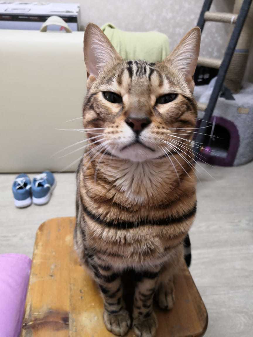 Waiting for breakfast - My, cat, Bengal cat