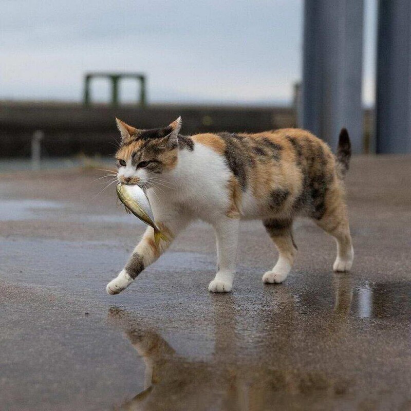 Thursday - fish day - cat, A fish, Mining