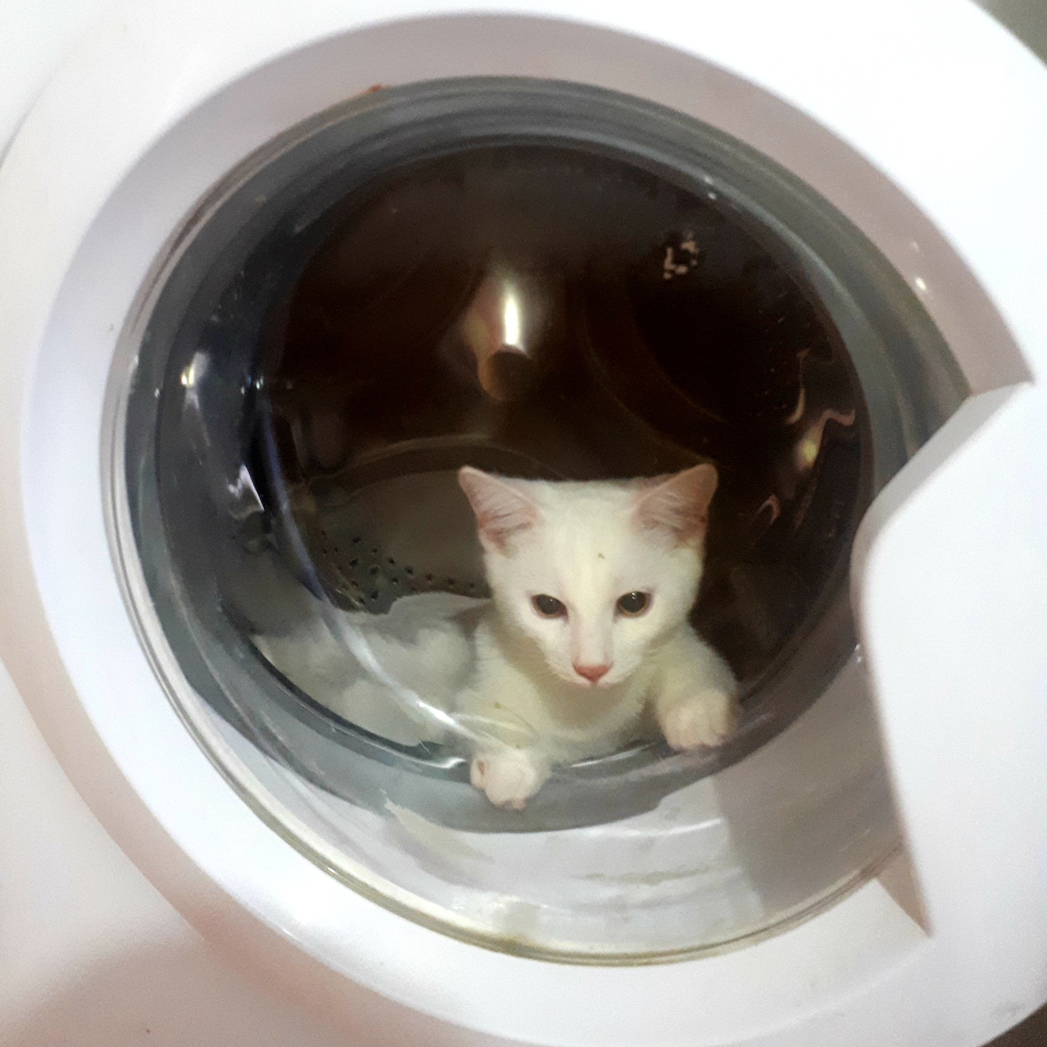 Land in the porthole - My, cat, Washing machine, Longpost