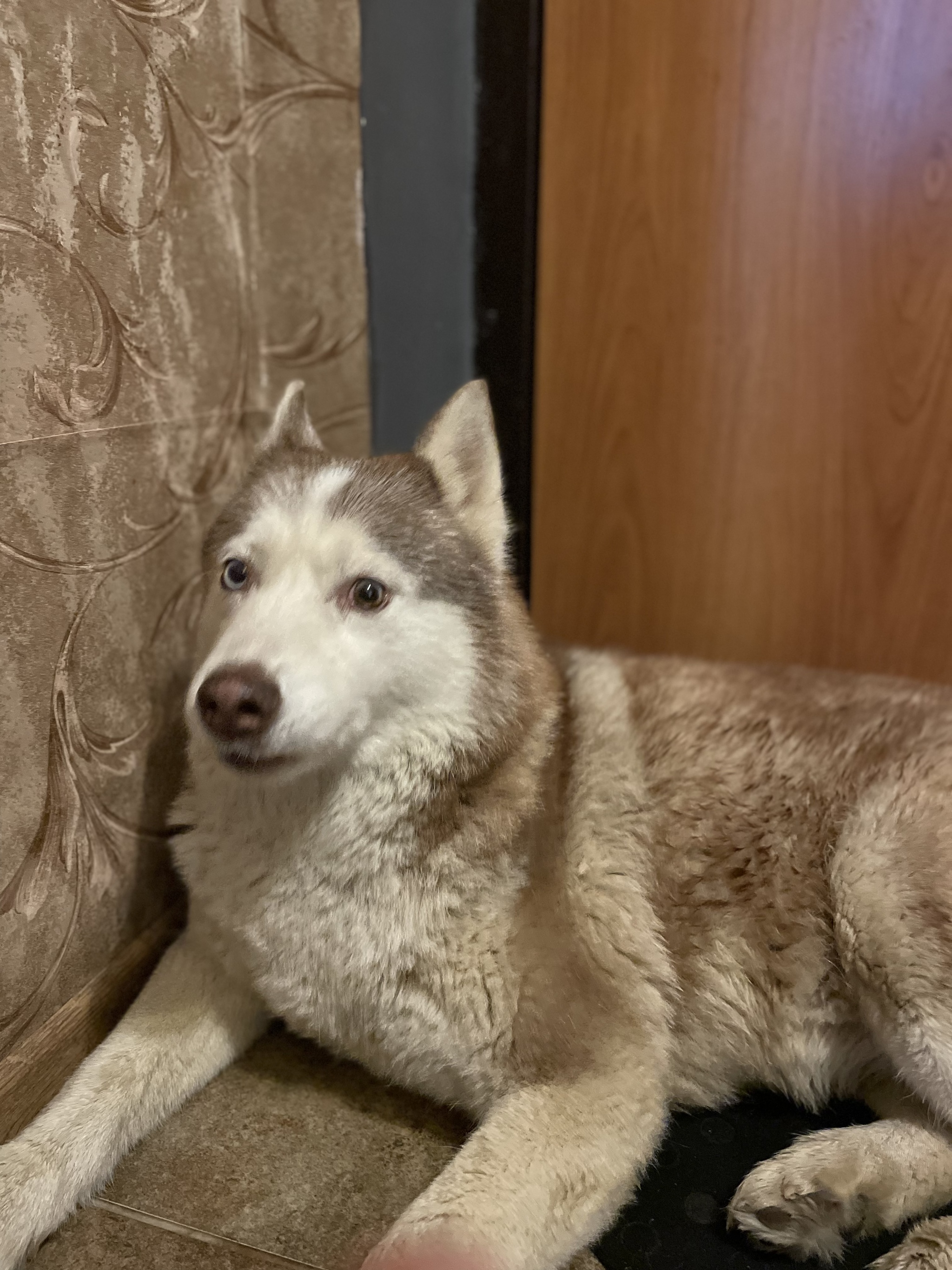 Found a dog - Found a dog, Husky, Dog, Moscow, No rating