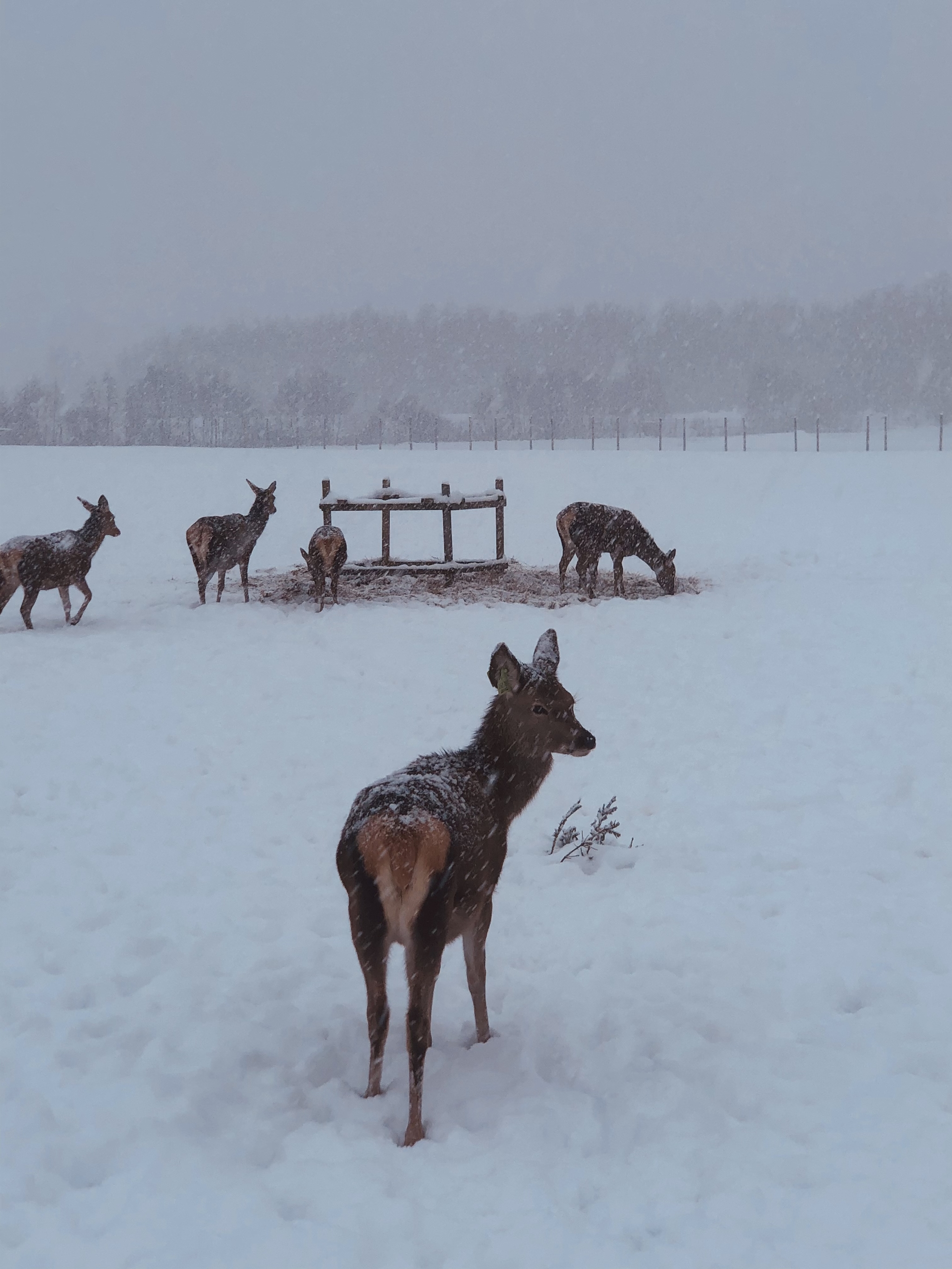 Косули - Моё, Косуля, Природа, Зима, Снег, Красота природы, Латвия, Мобильная фотография